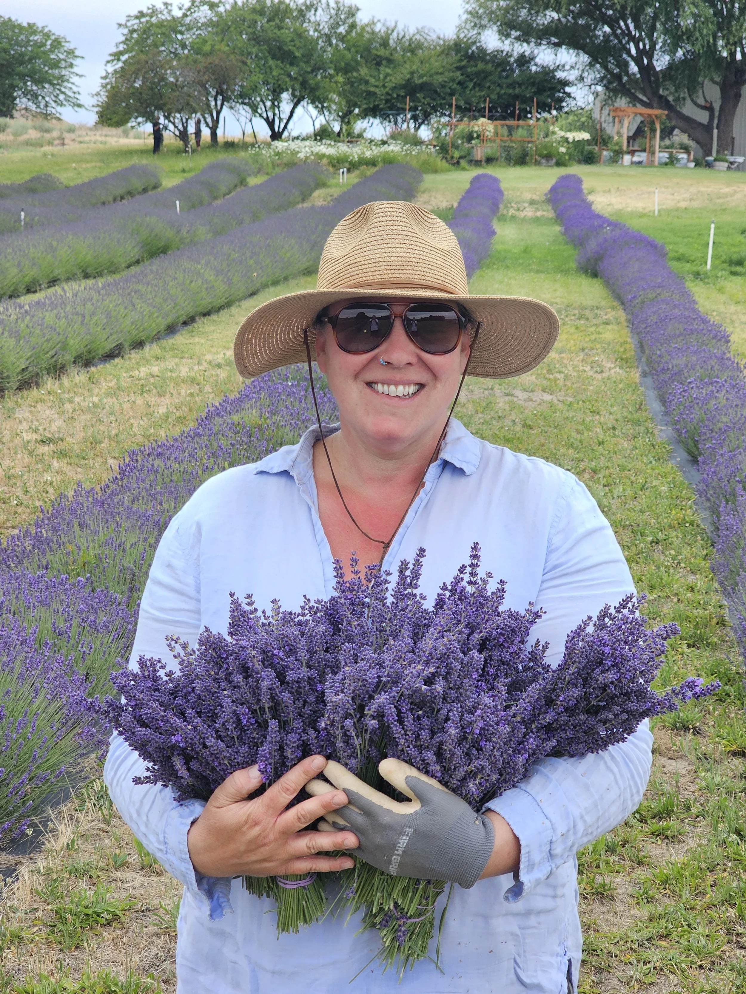 Callie McGrath harvesting armfuls of fresh lavender at Belle Terre Lavender farm