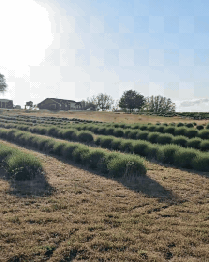 Landscape video of Belle Terre Lavender Farm during daytime