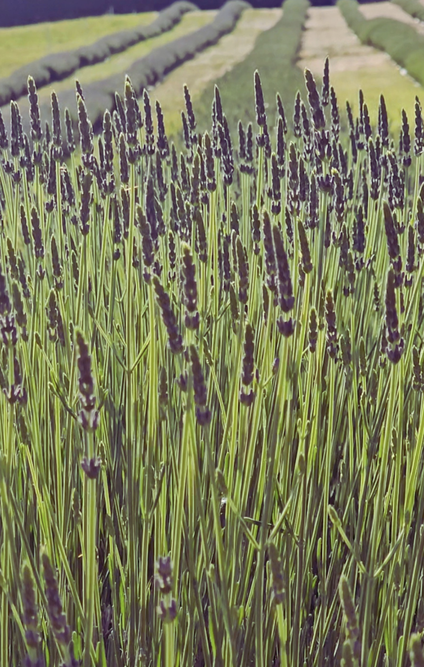 Close-up of Belle Terre Lavender plants in a field with rolling hills in the background.