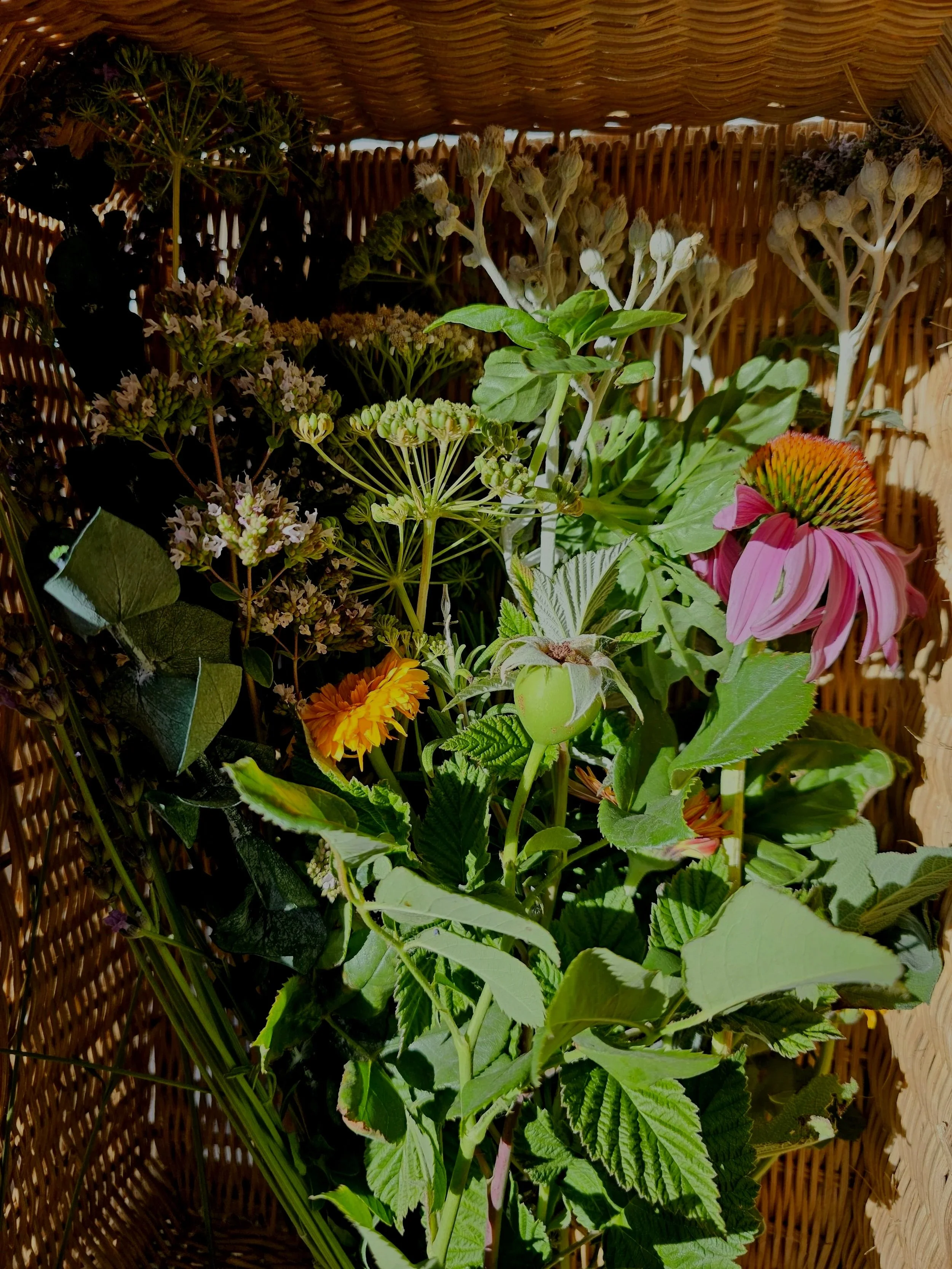 Wild botanicals and flowering herbs growing at Belle Terre Lavender farm