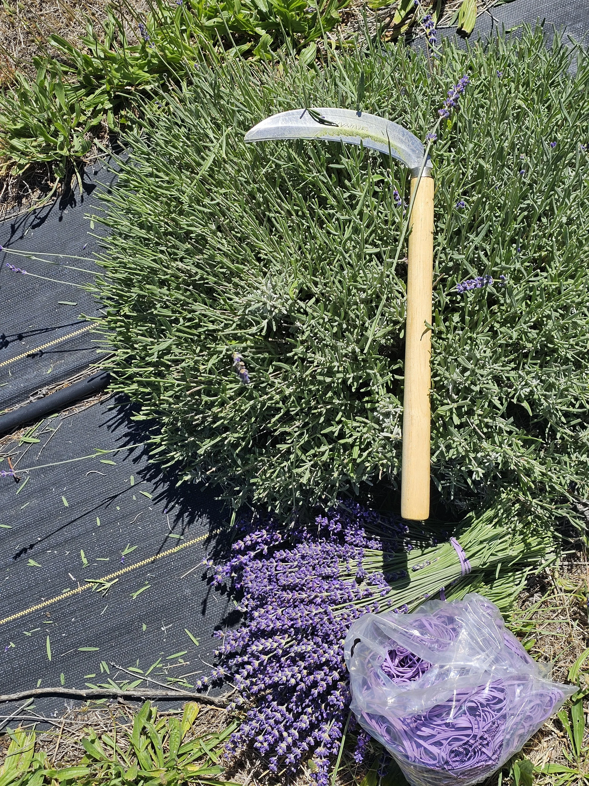 Harvesting lavender by hand with a sickle at Belle Terre Lavender farm
