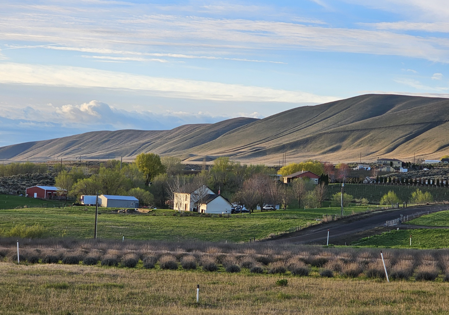 Landscape view of Belle Terre Lavender lavender farm in Columbia Valley Washington