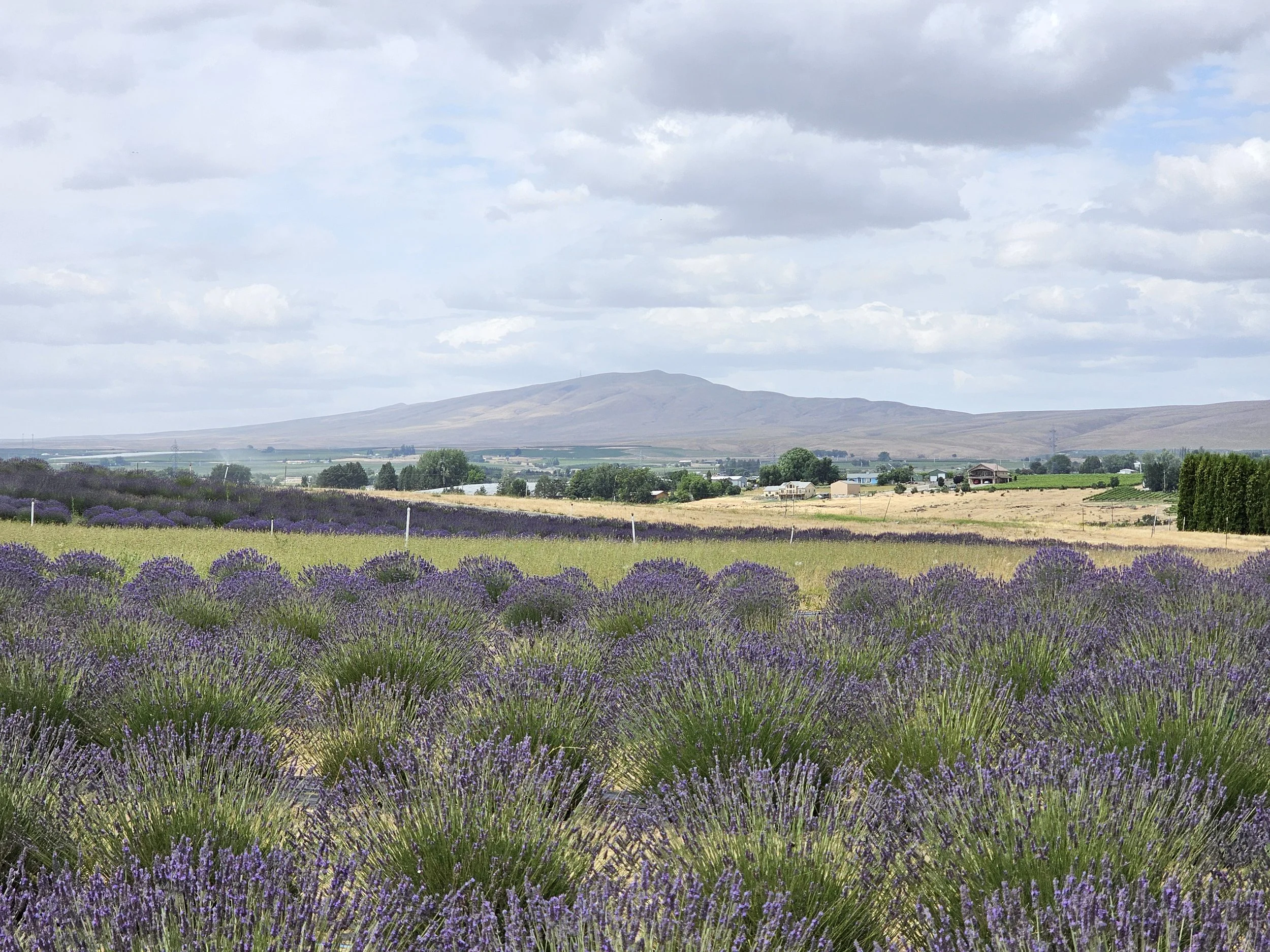 Lavender field at Belle Terre Lavender farm in Washington's Columbia Valley