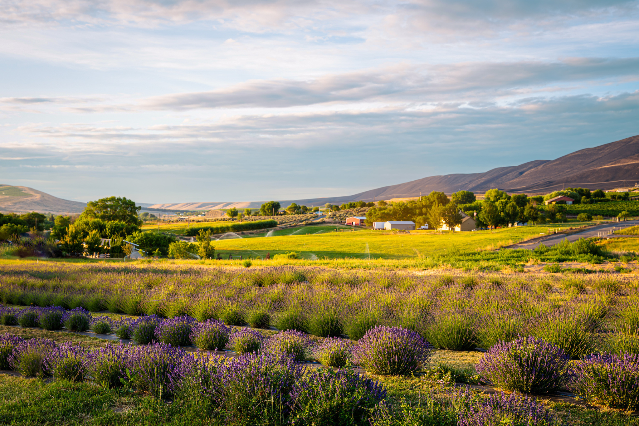 Belle Terre Lavender's Columbia Valley Lavender Farm