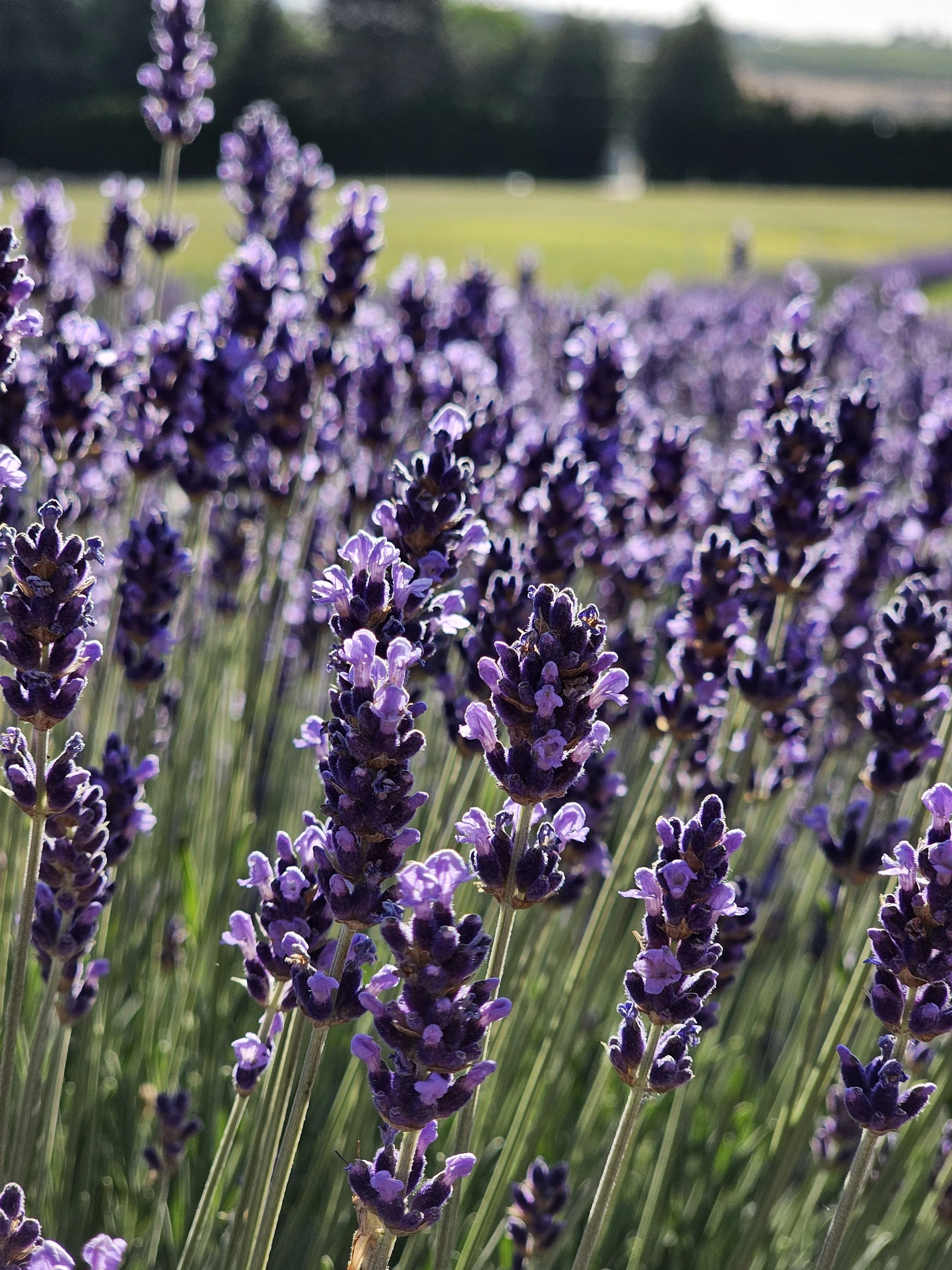Close-up of lavender in bloom at Belle Terre Lavender farm