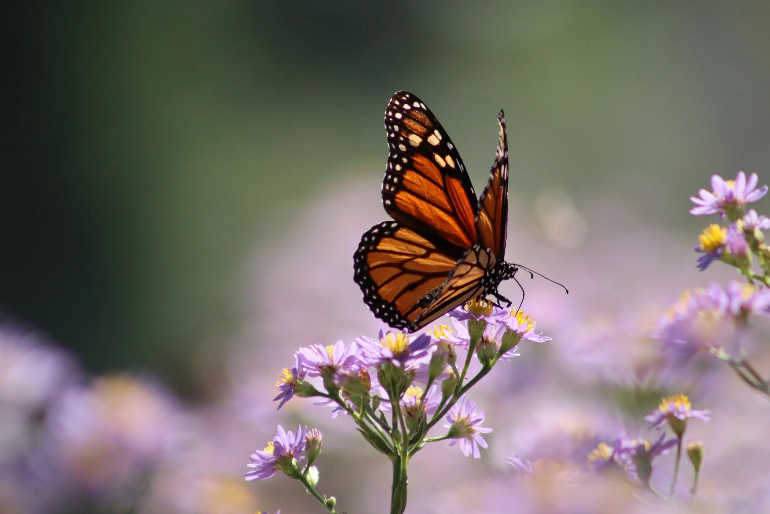 Embracing The Joy Of Patient Care: A Path To Professional Fulfillment