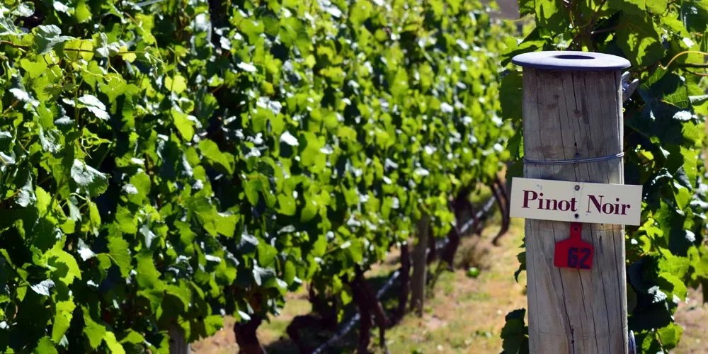Pinot fra hele verden med Liora Levi