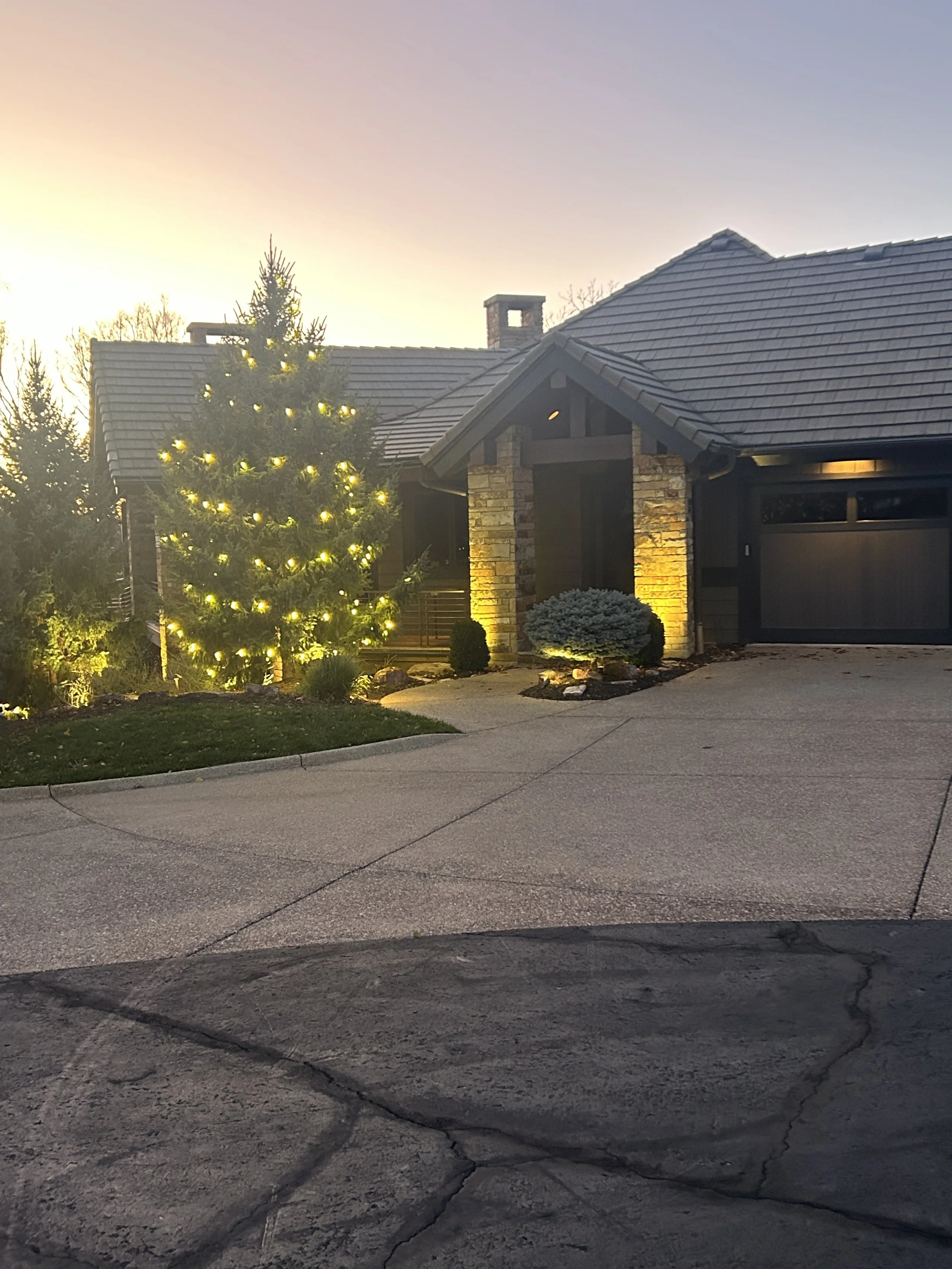 C9 outside wrap on large spruce tree