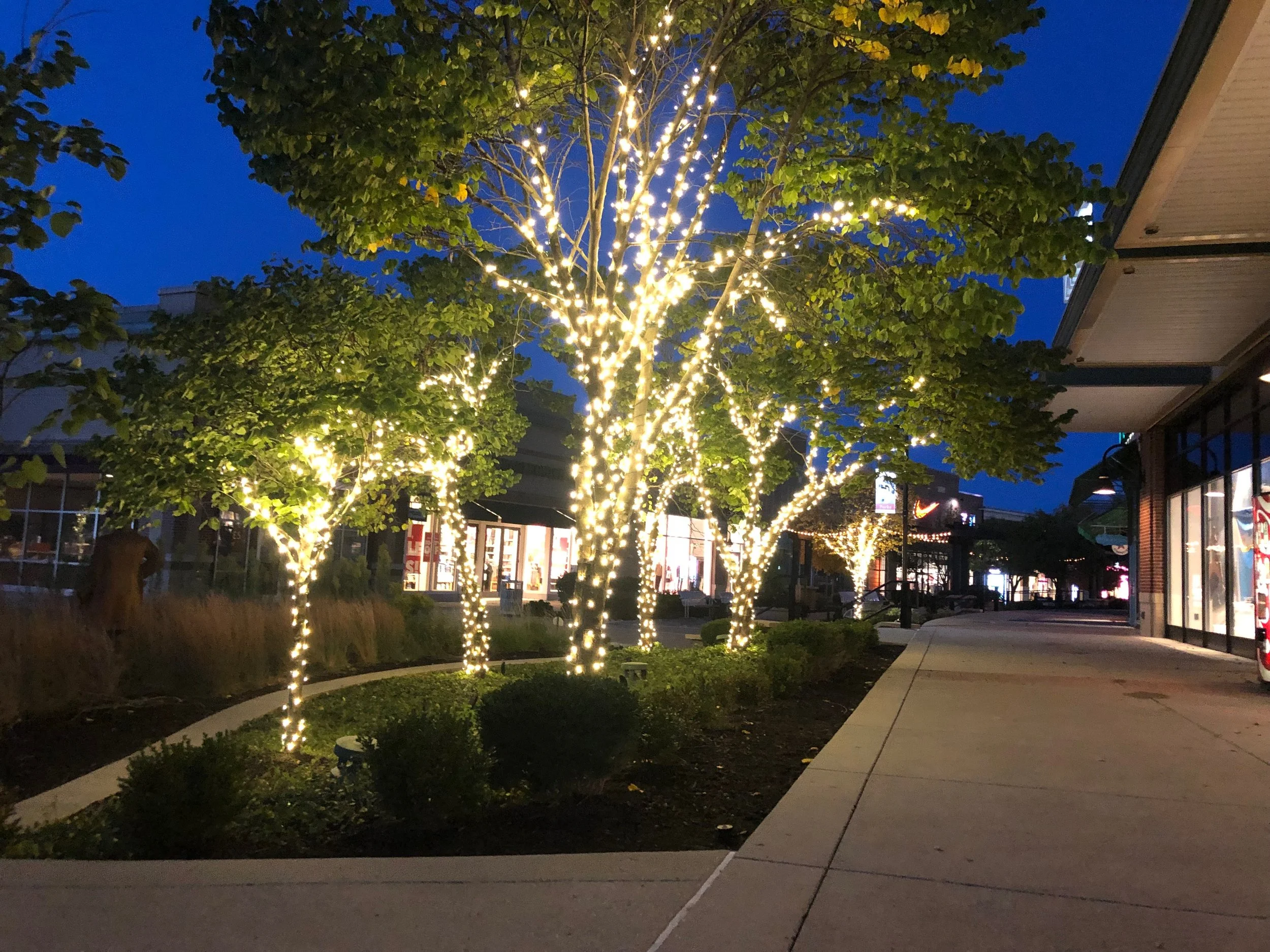 Tree Wrap at the Legends
