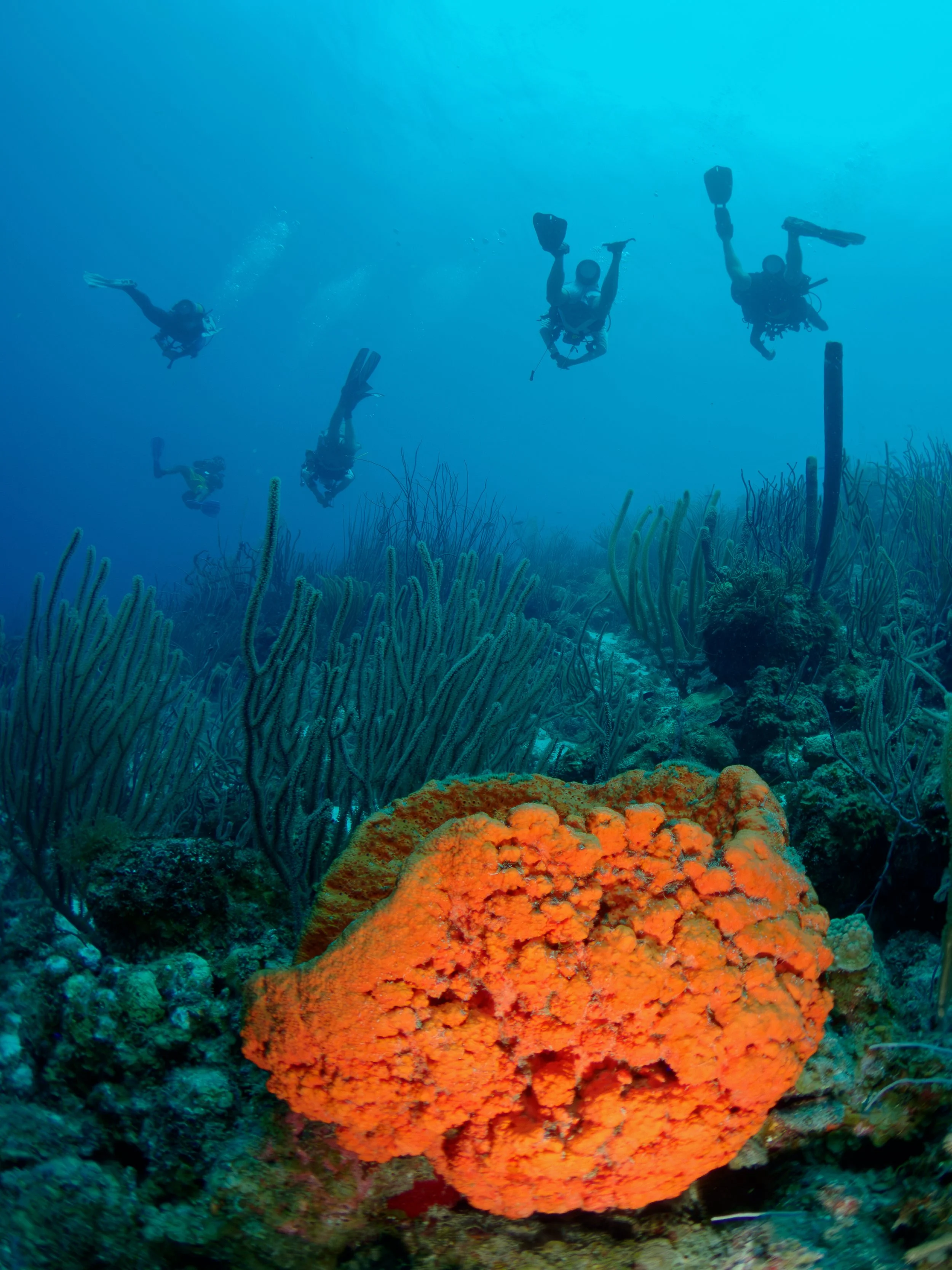 Divers exploring a vibrant coral reef underwater, surrounded by colorful coral and seaweed.
