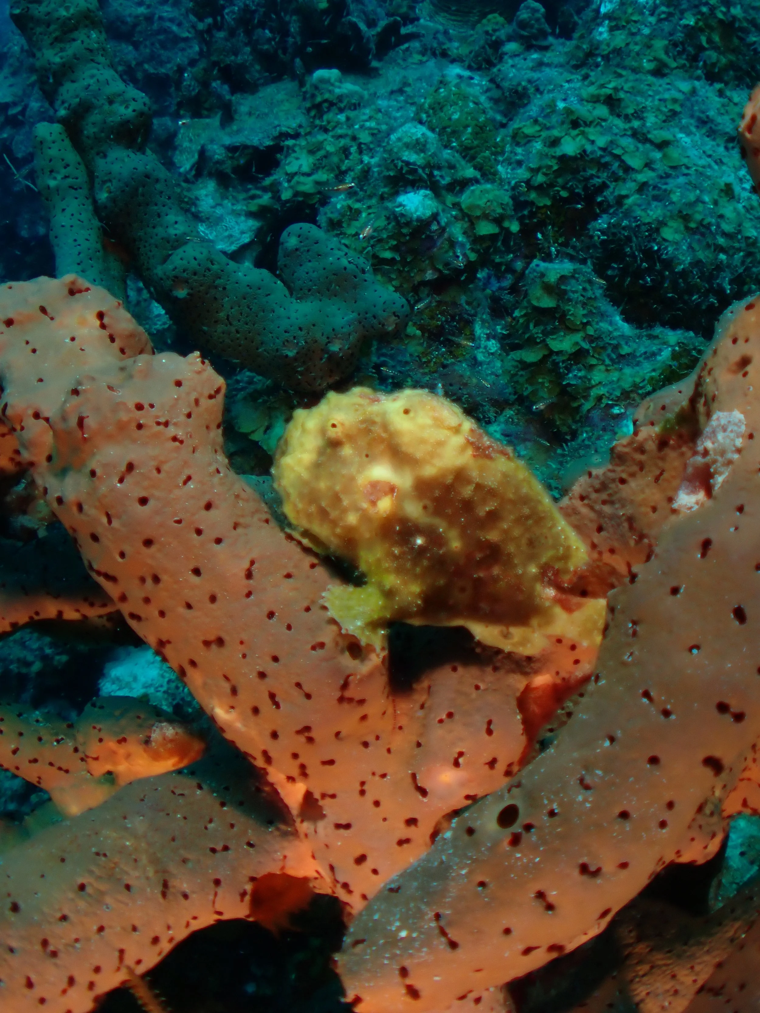 Underwater scene featuring a frogfish, various corals and sponges on the ocean floor.