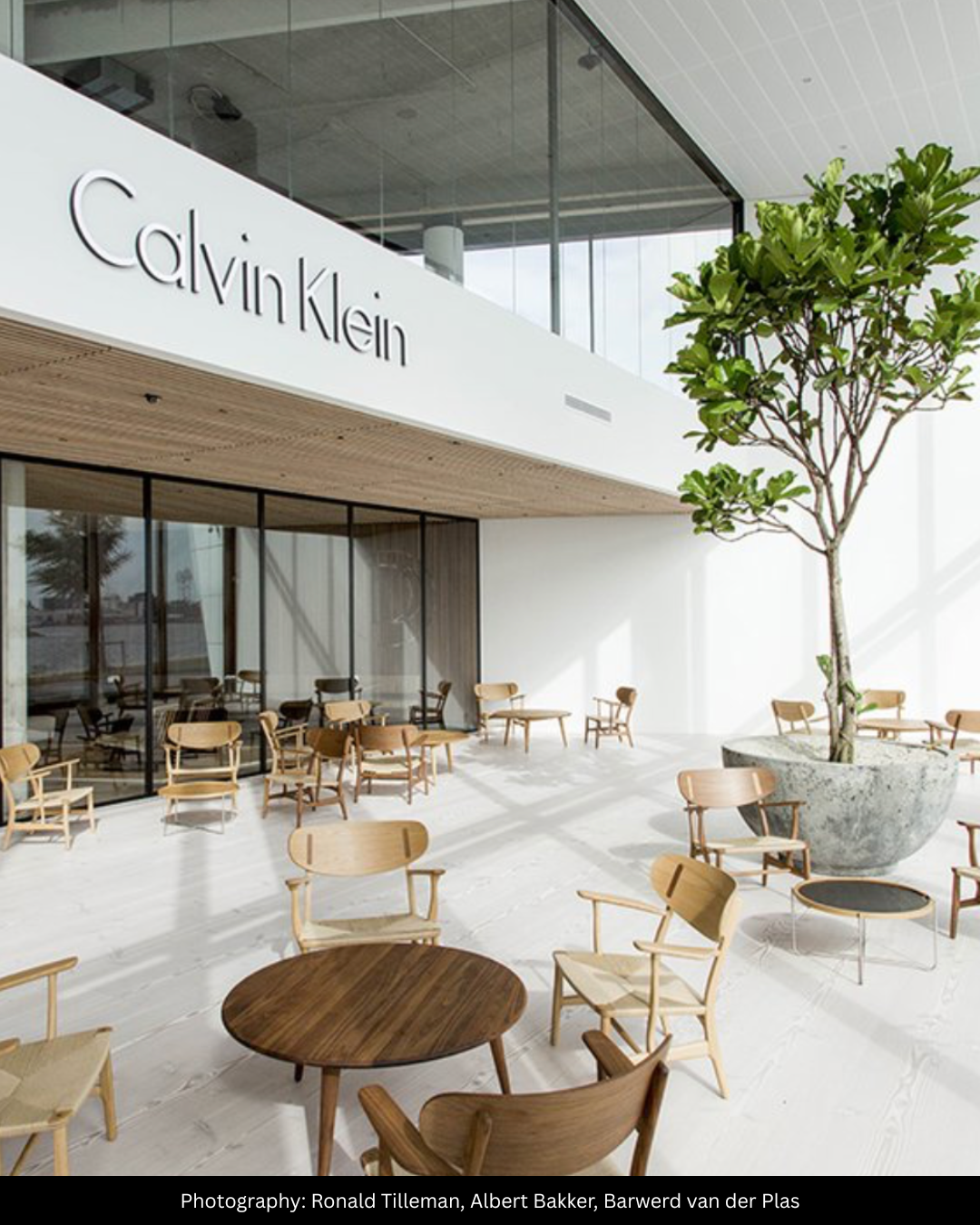 Interior view of a Calvin Klein store with modern decor, wooden chairs, and a large potted tree near floor-to-ceiling windows.
