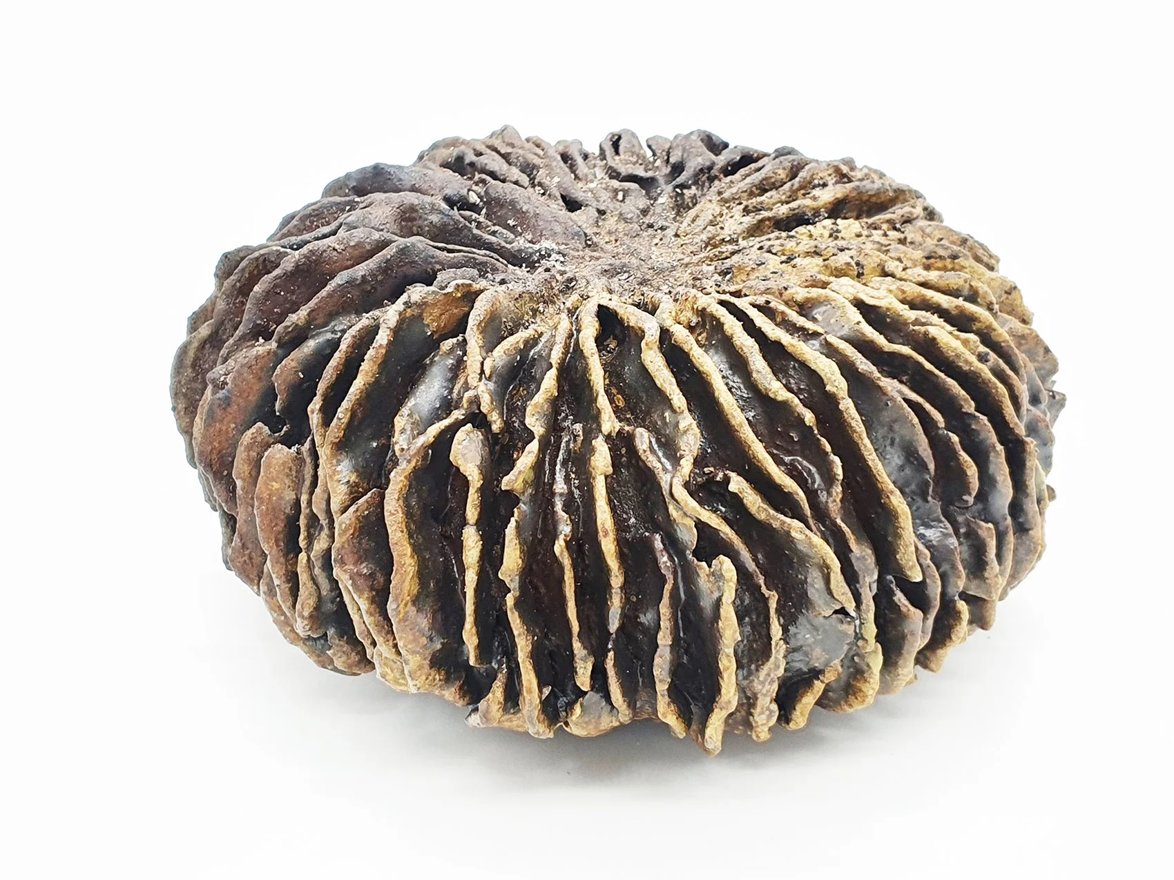Anna-Kaisa Haanaho_Siccitas_.jpg