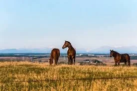 How to Finance an Acreage in Alberta