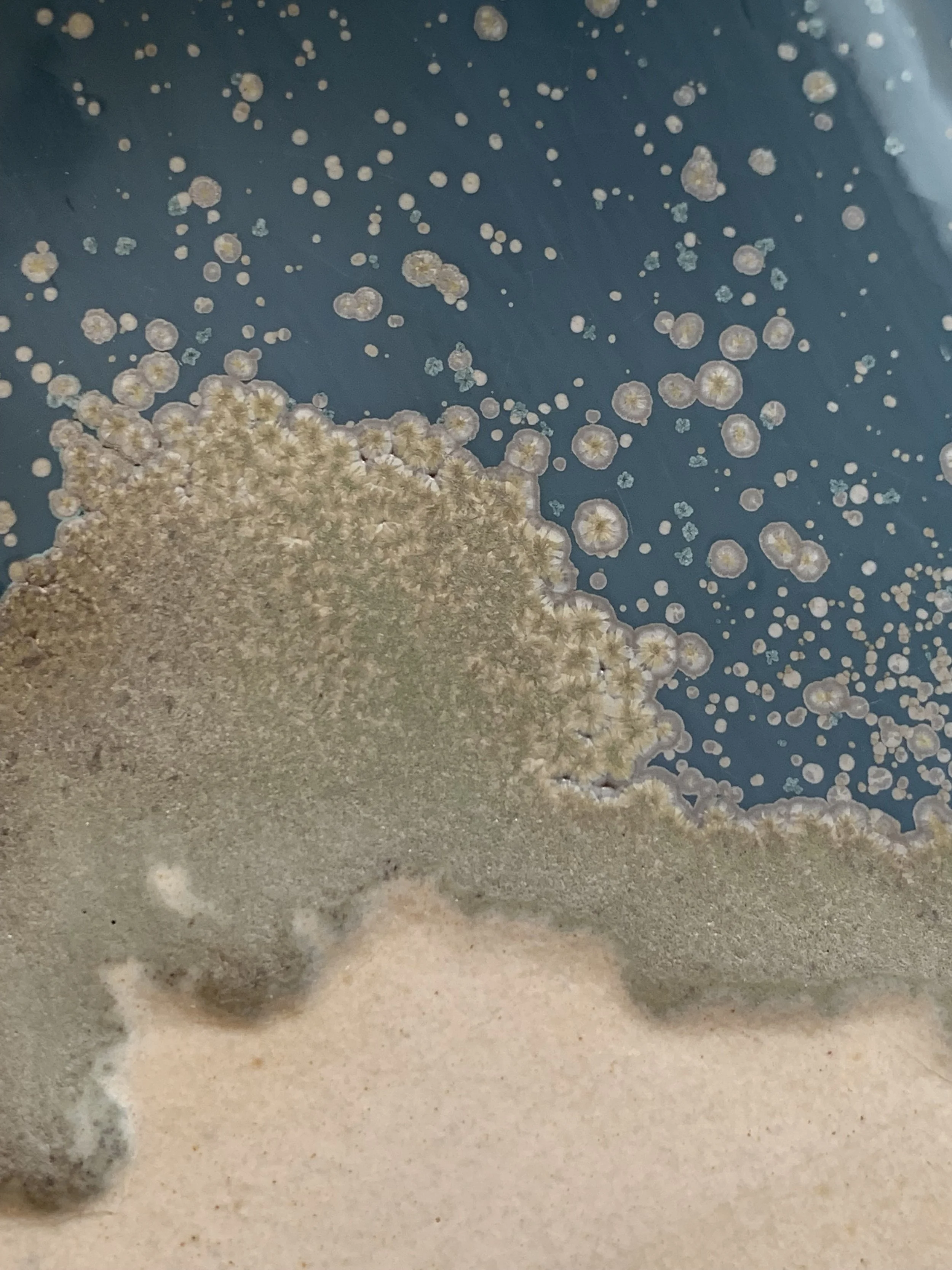 Close-up image of a colony of small, transparent, jellyfish-like creatures with a few larger ones and a rock formation in the background, likely taken underwater.