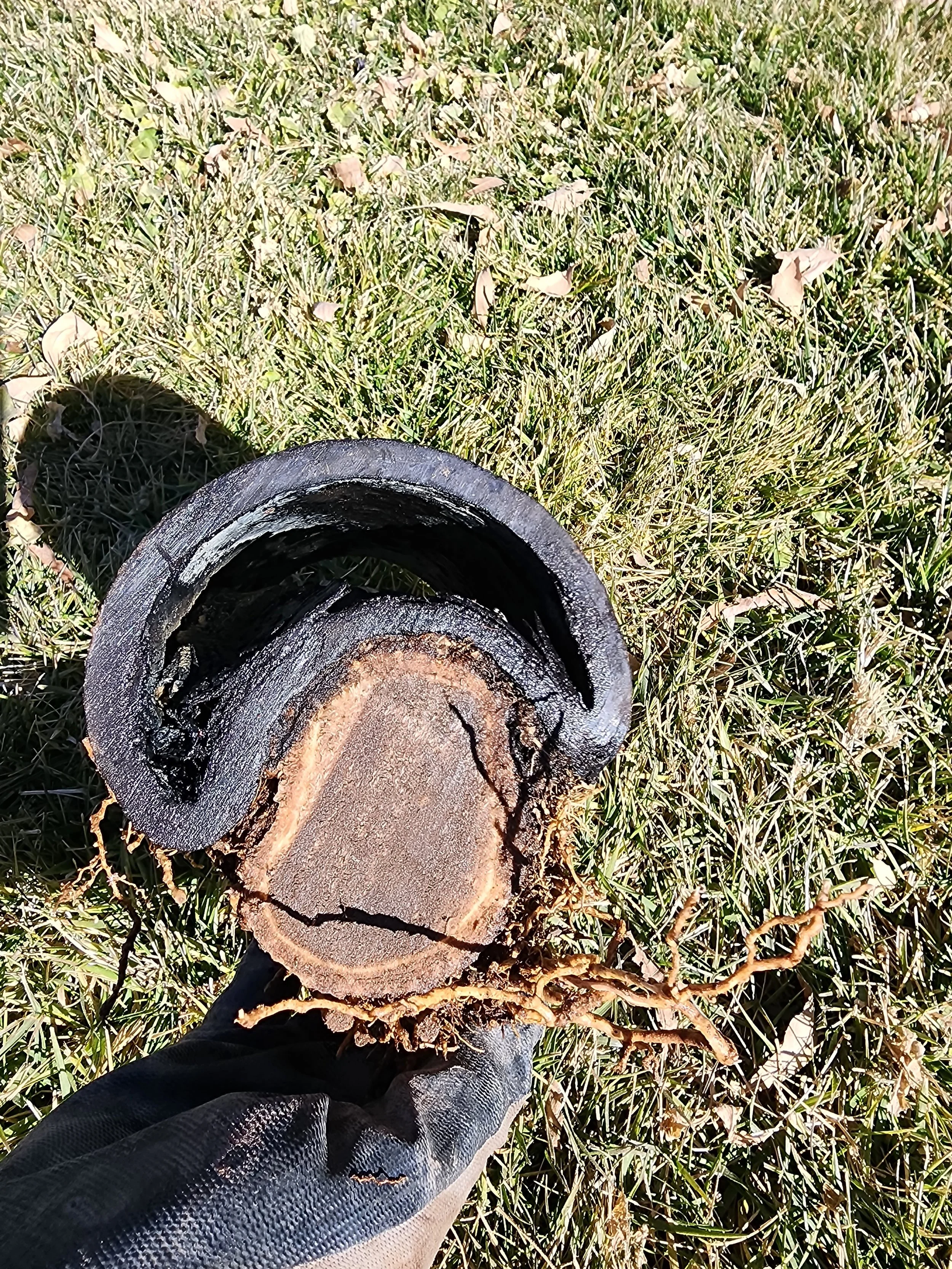 this customers sewer line had been almost completely collapsed by tree roots causing it to plug up and flood the house