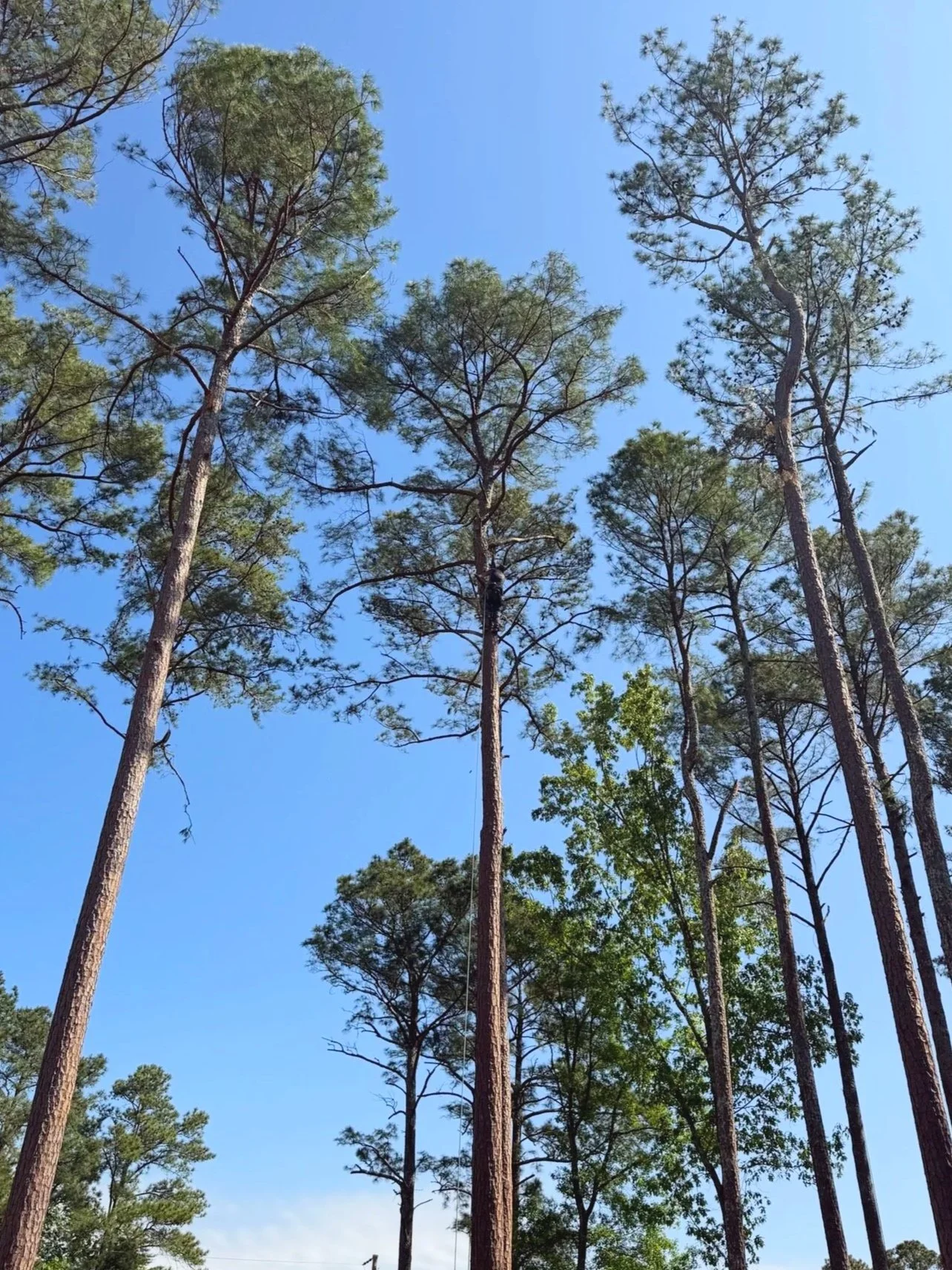 Man in tall pine trees against a bright blue sky with some small clouds.