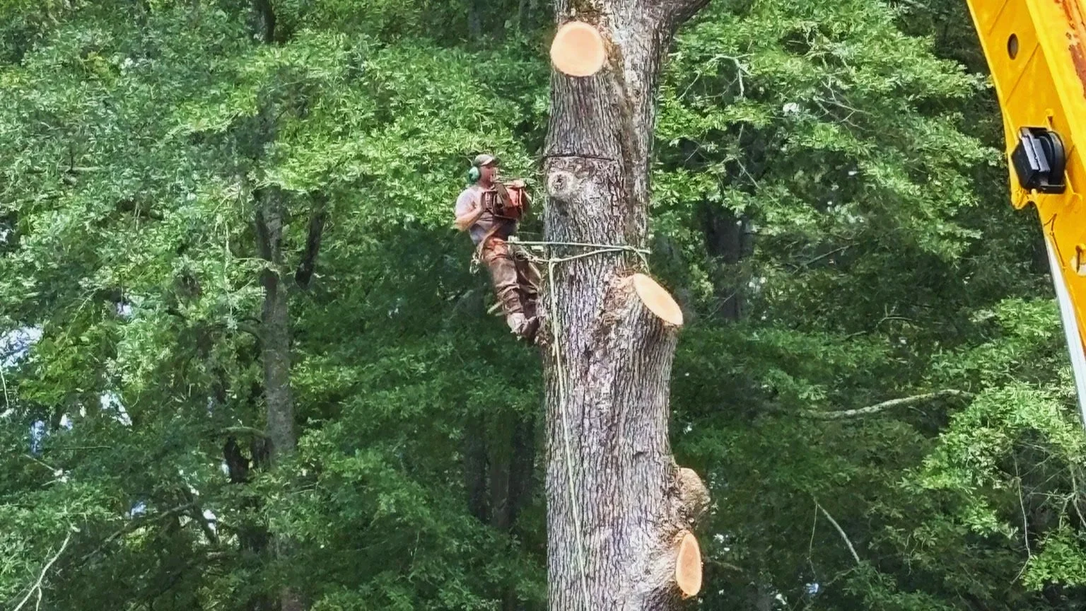 Man with chainsaw high in tree cutting it down
