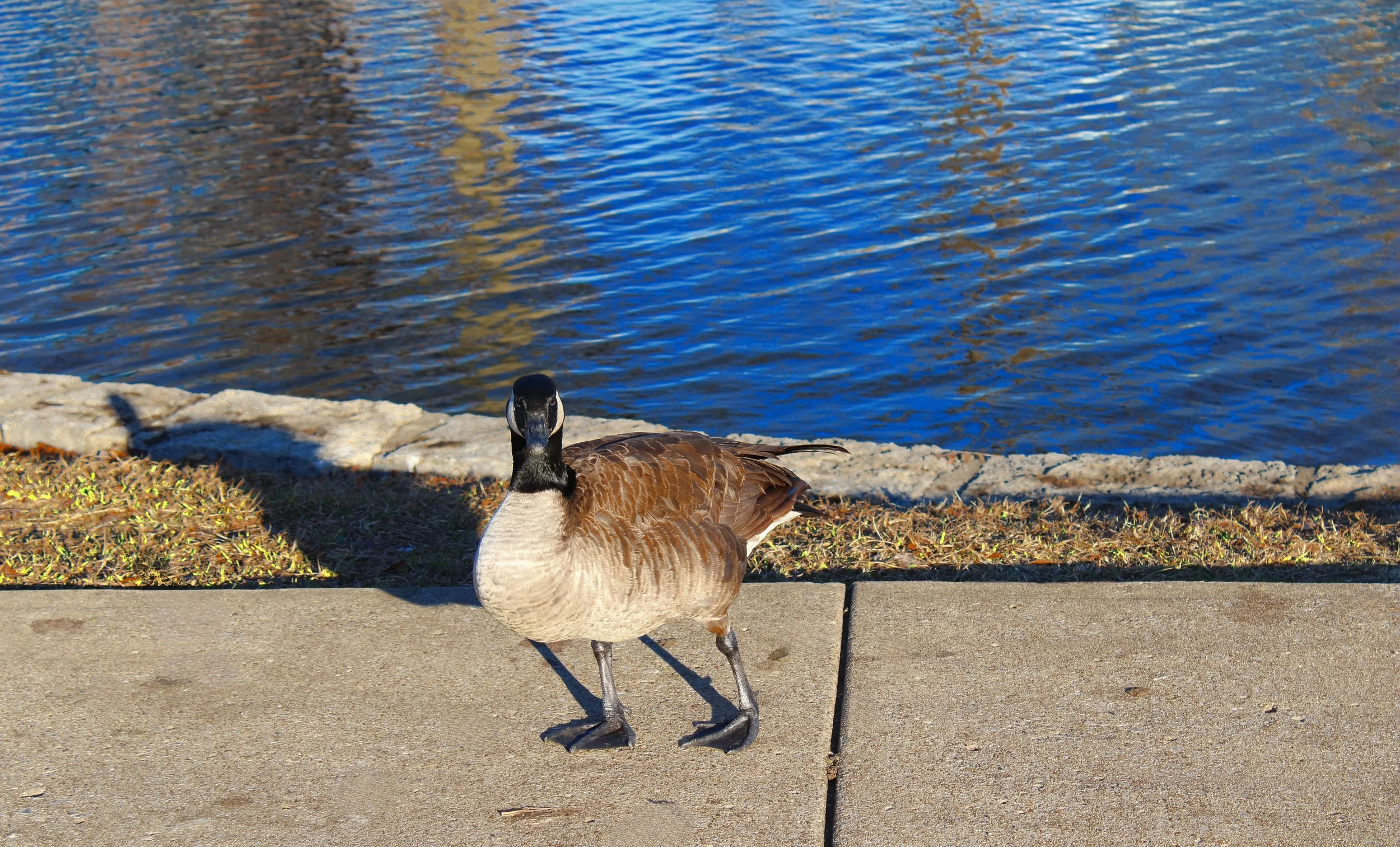 duck edited.jpg