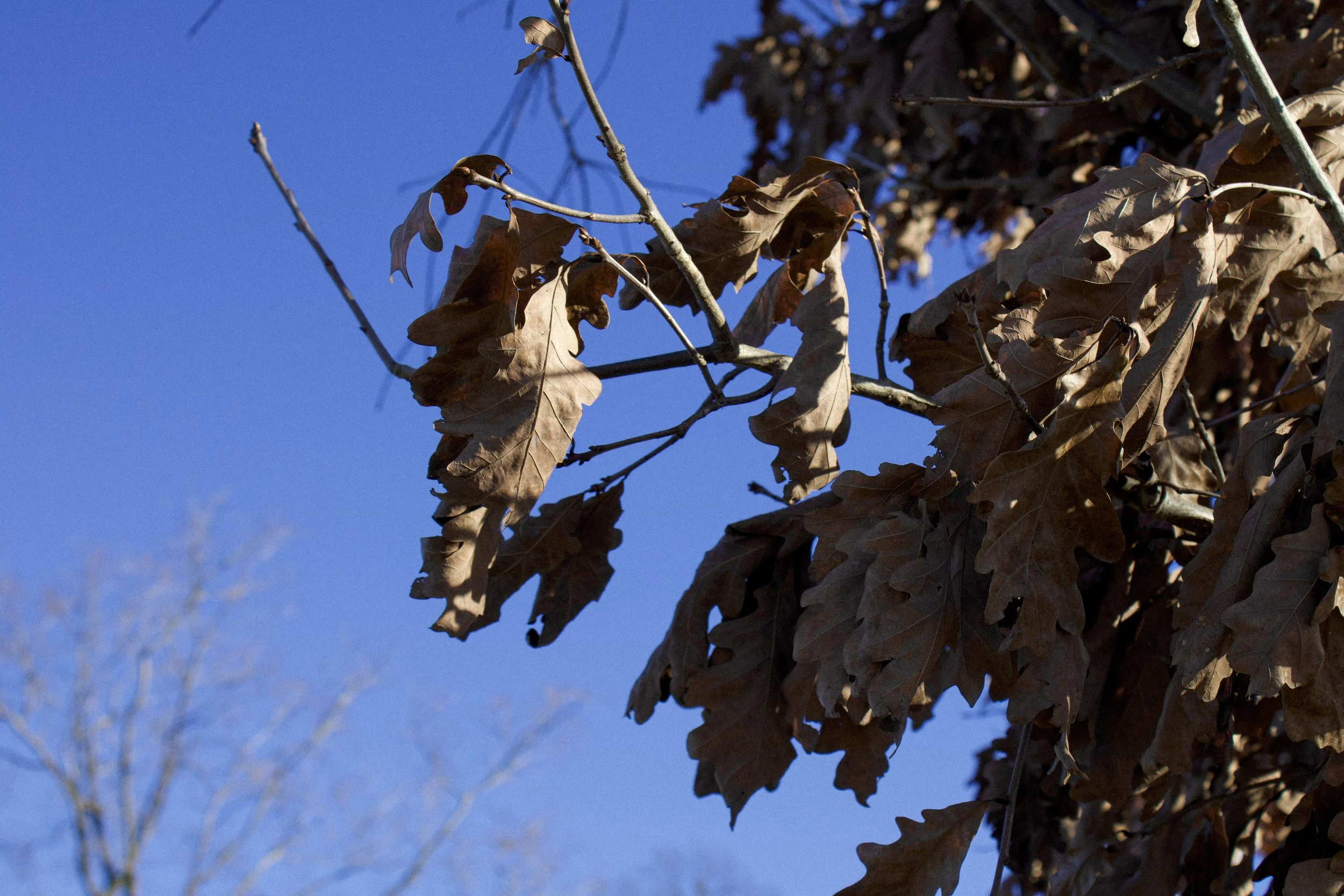 leaves edited.jpg
