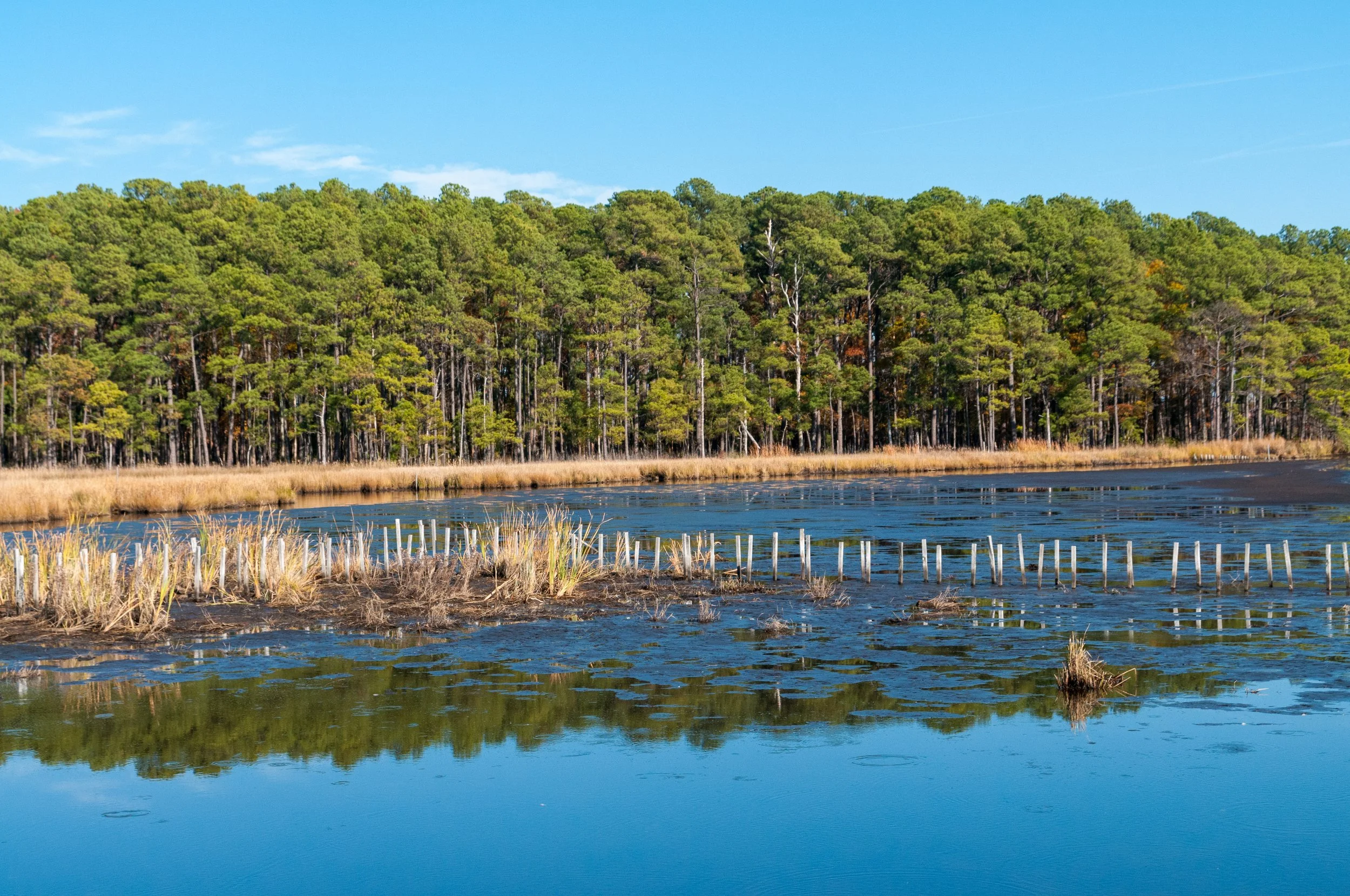 Blackwater Refuge_.jpg