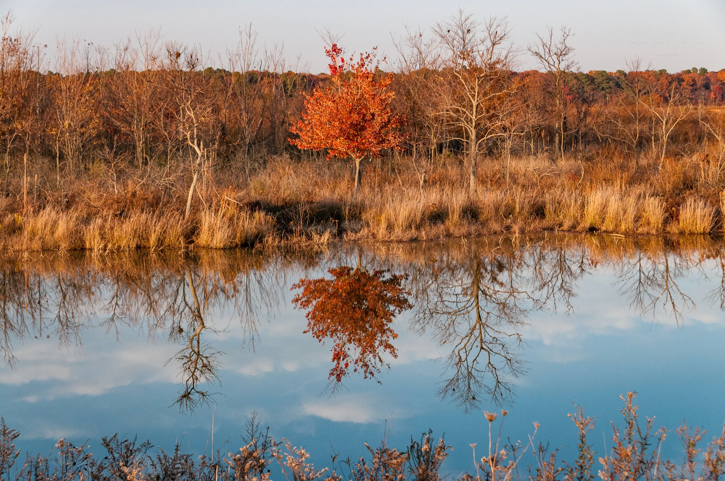 Reflections-0914.jpg