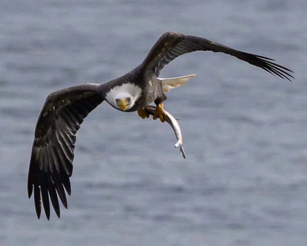 Eagles-1642.JPG
