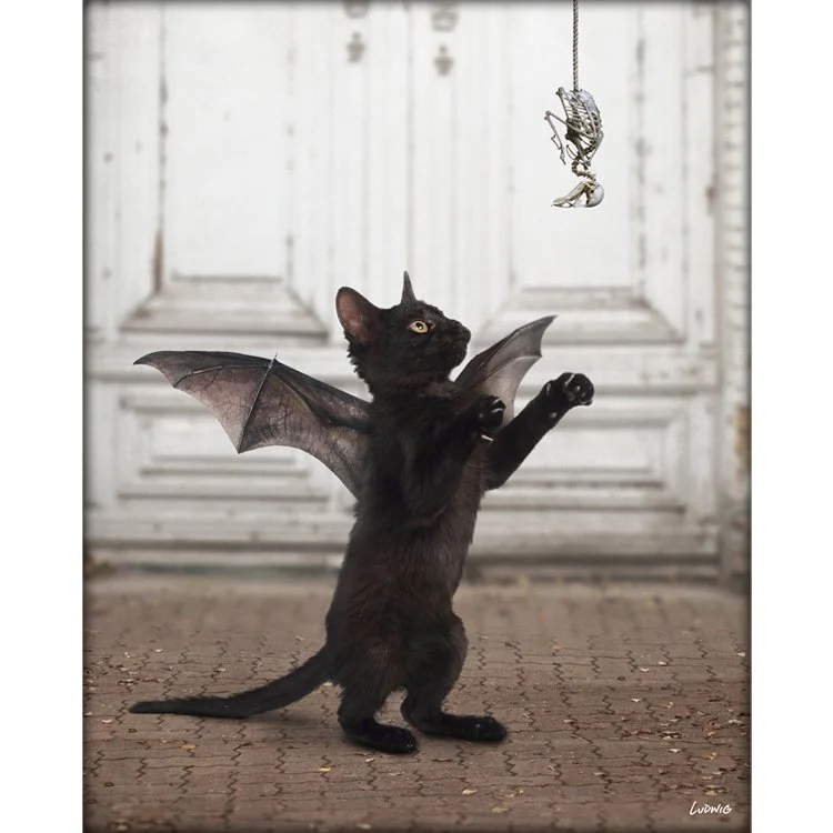 Cat Toy