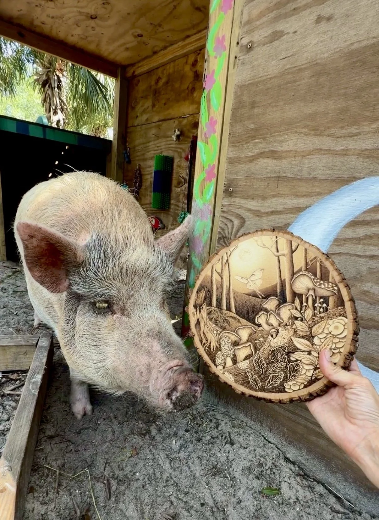 A pig inside a wooden enclosure, sniffing a round wooden art piece that depicts a forest scene with mushrooms, trees, and a butterfly, held by a hand.