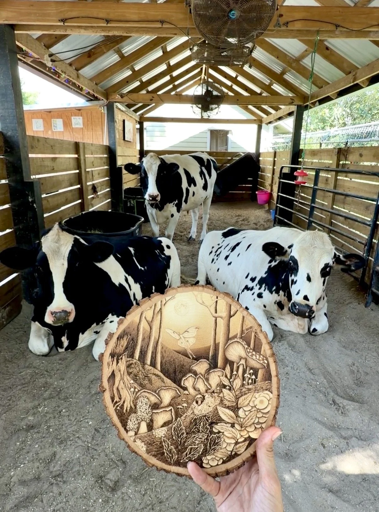 A hand holding a woodburned decorative plaque featuring forest animals and mushrooms in front of three Holstein calves in a barn.