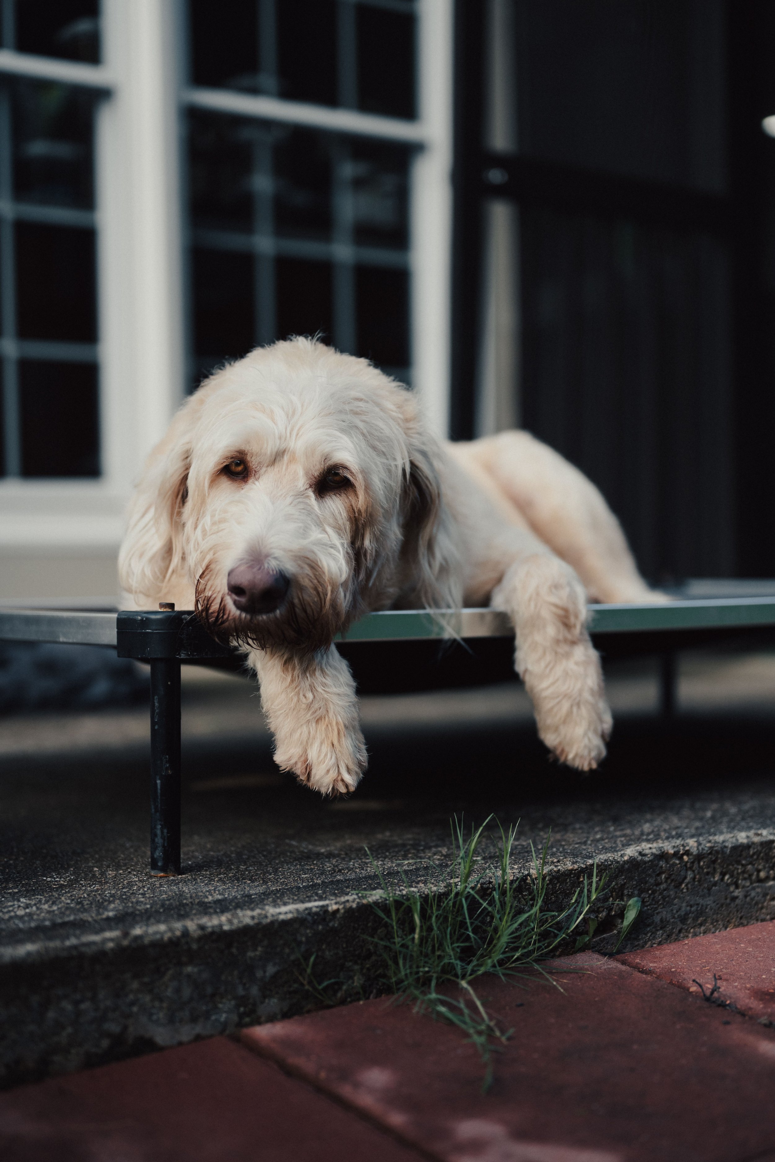 Santa Barbara dog sleepover - dog relaxing outdoors in safe, comfortable boarding environment