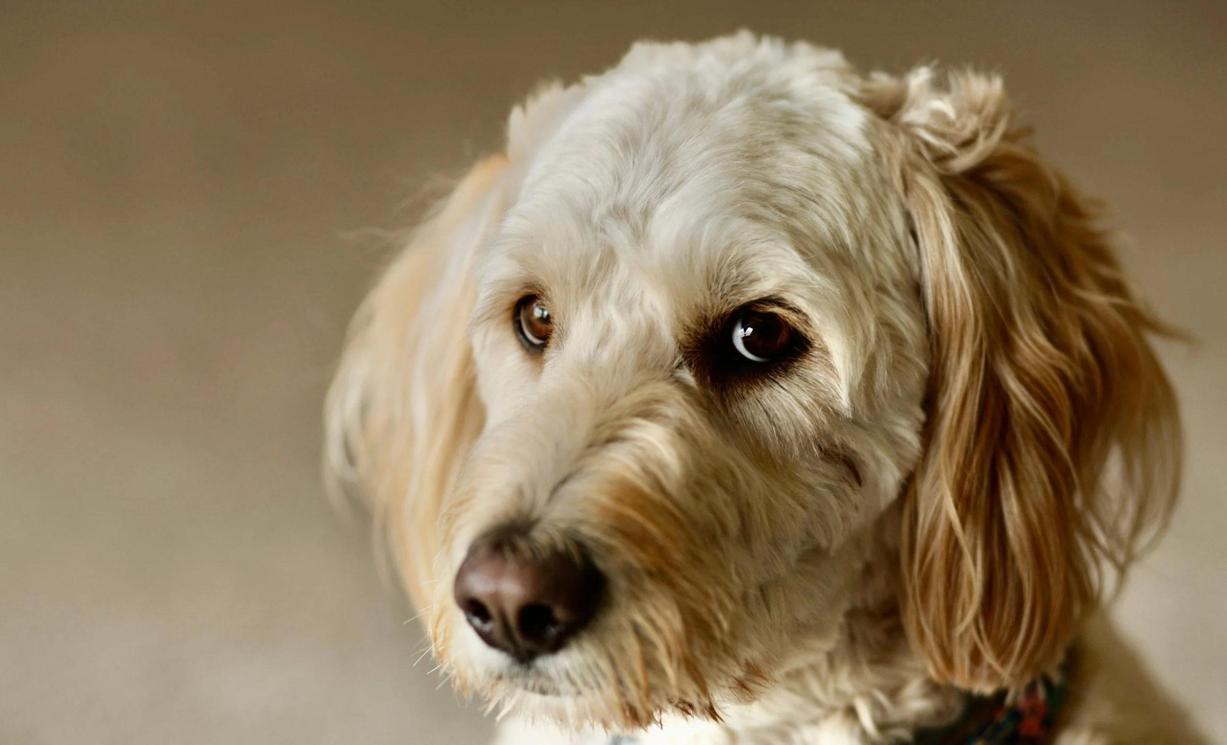 Close-up of a golden retriever with expressive brown eyes and a wavy coat, gazing slightly to the left in an indoor setting.
