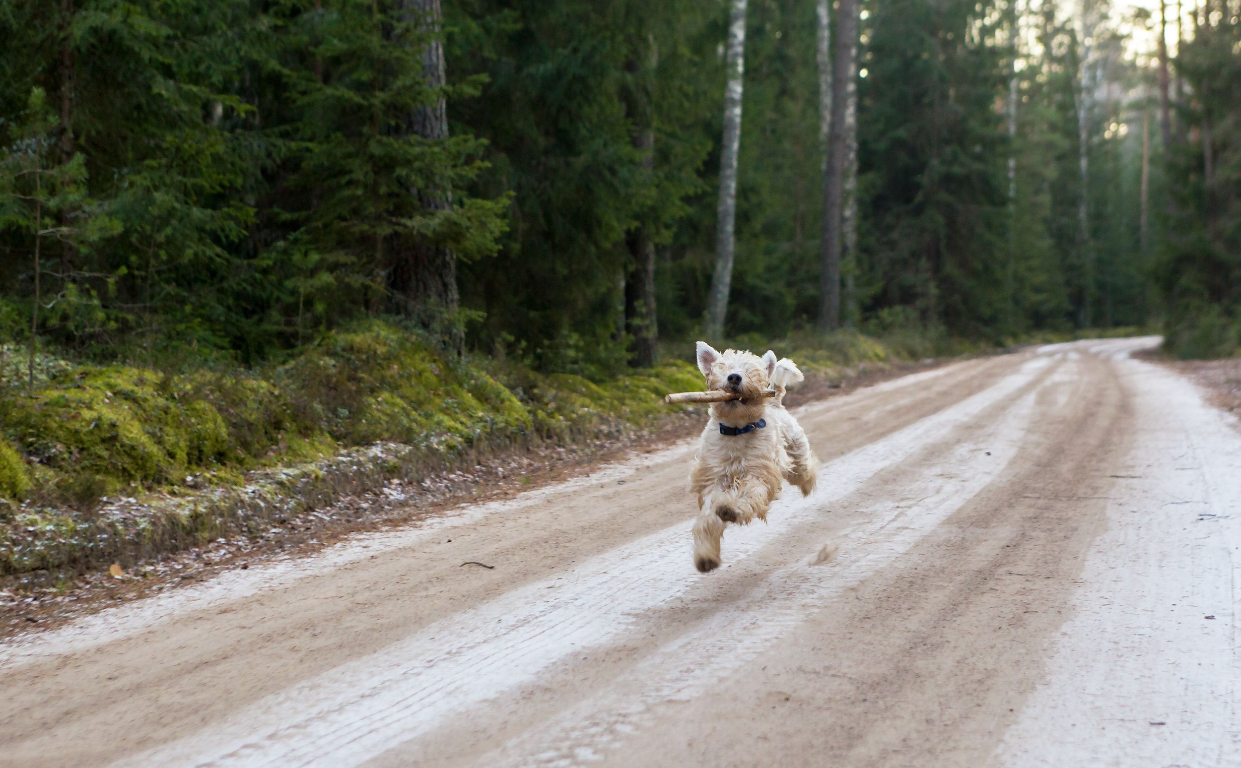 Dog boarding Montecito - pup enjoying an active outdoor walk during a Muttecito stay