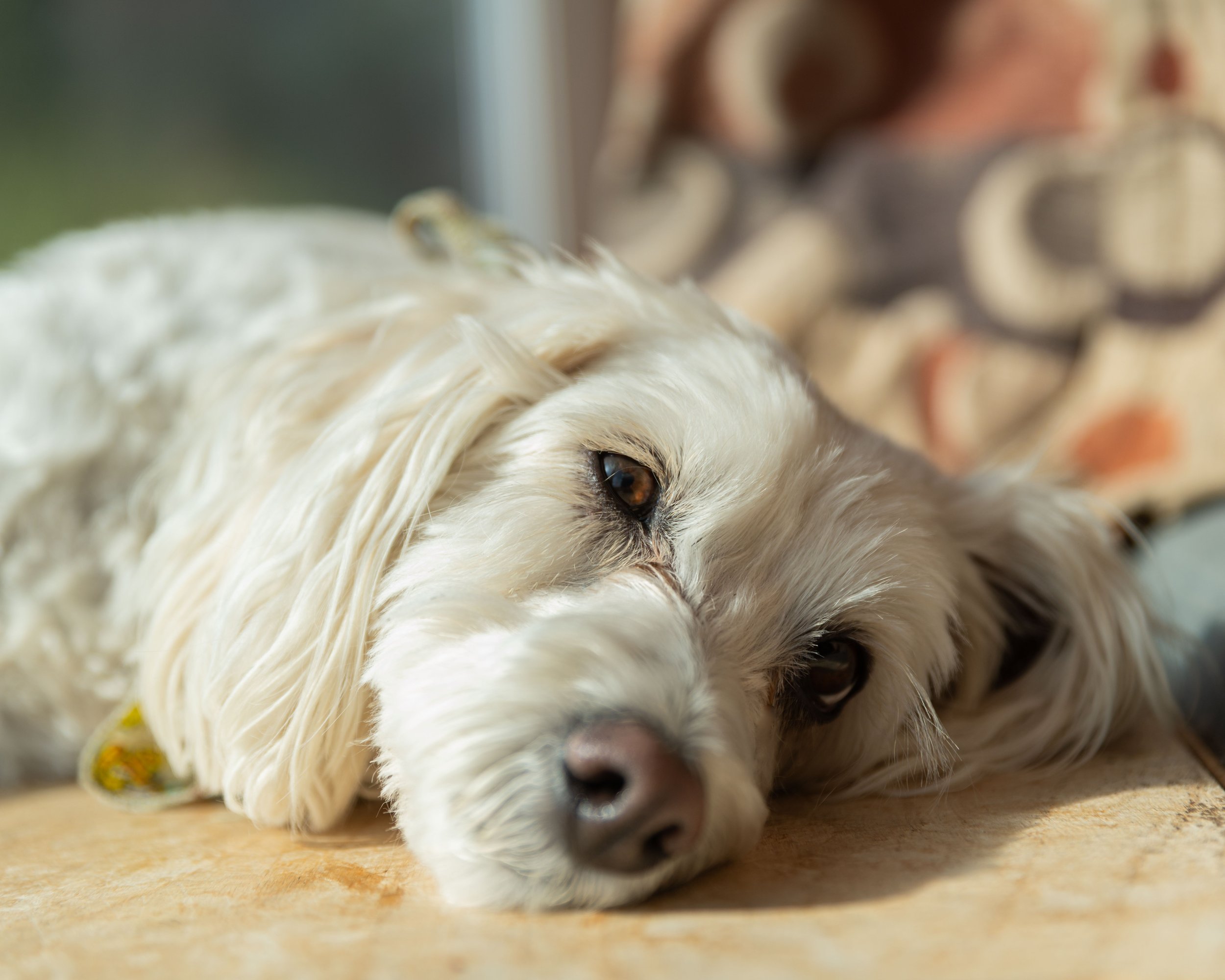 Dog boarding Montecito - curly-haired dog relaxing at home during overnight pet care stay