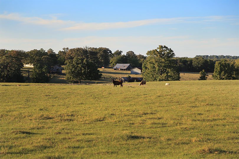 Open farmland with grazing horses, trees, and barn buildings in the distance under a partly cloudy sky.