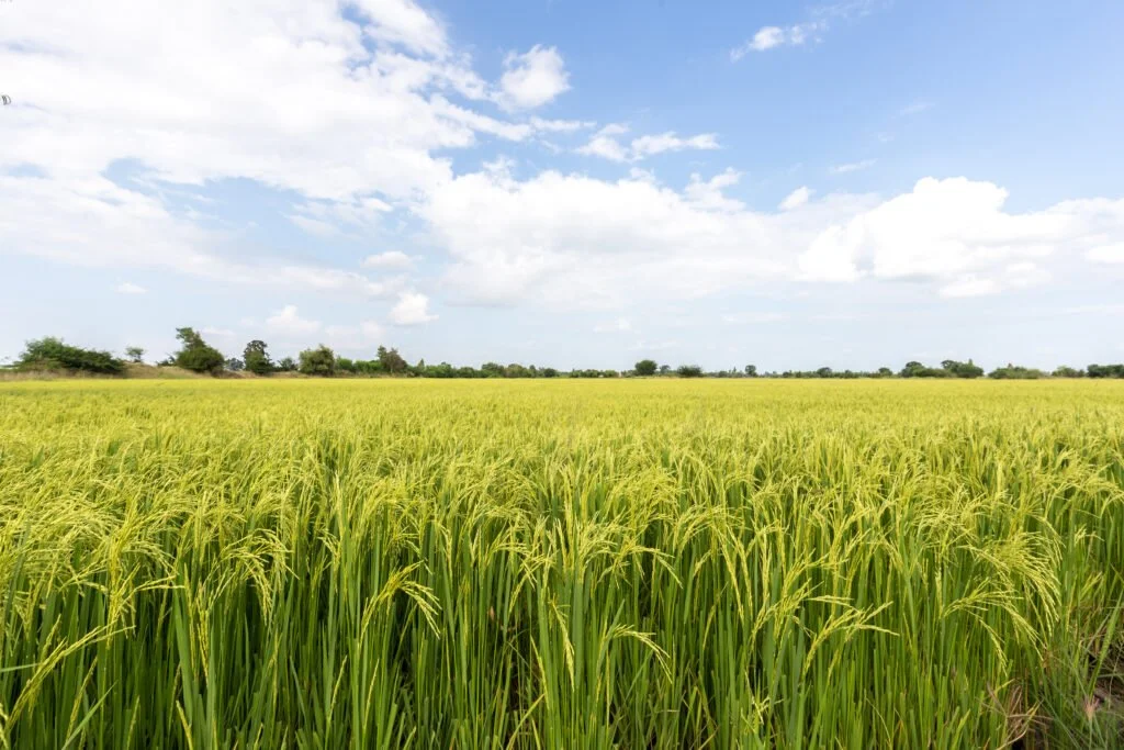 Green rice field under a partly cloudy sky.