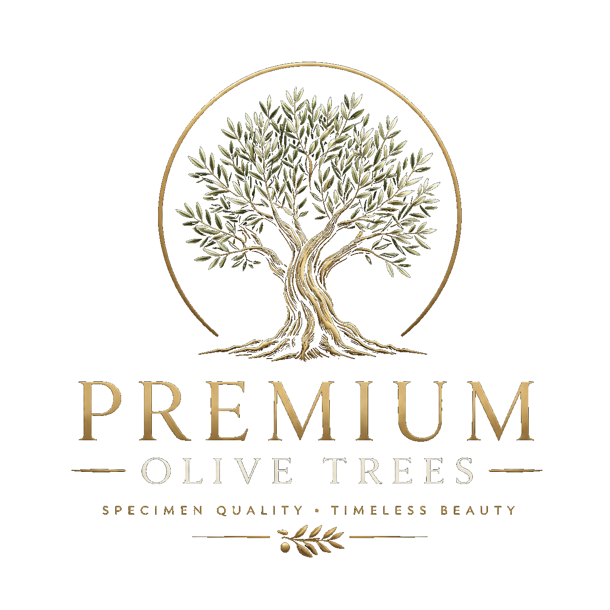 Premium Olive Trees