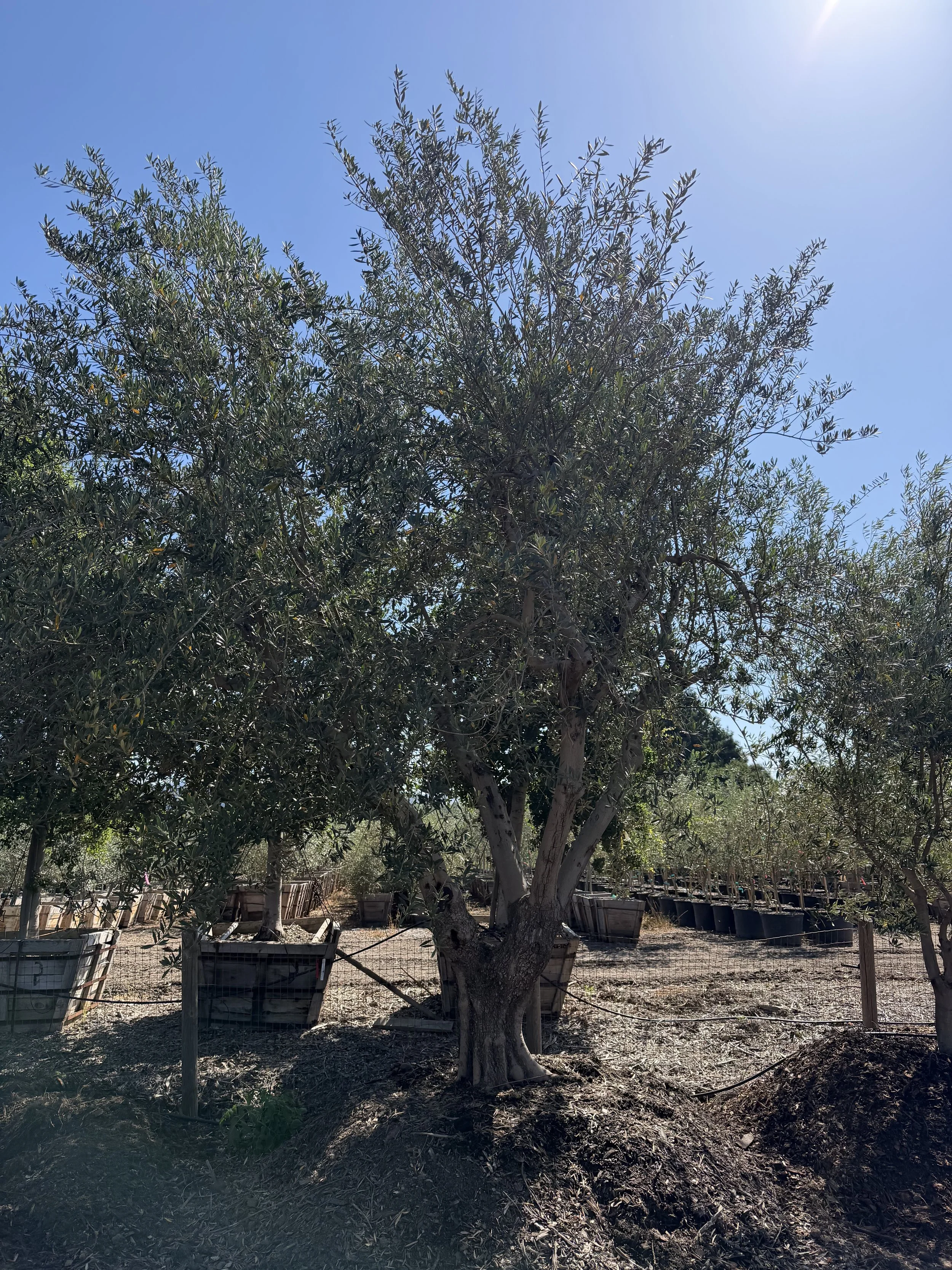 IMG_2521.jpeg