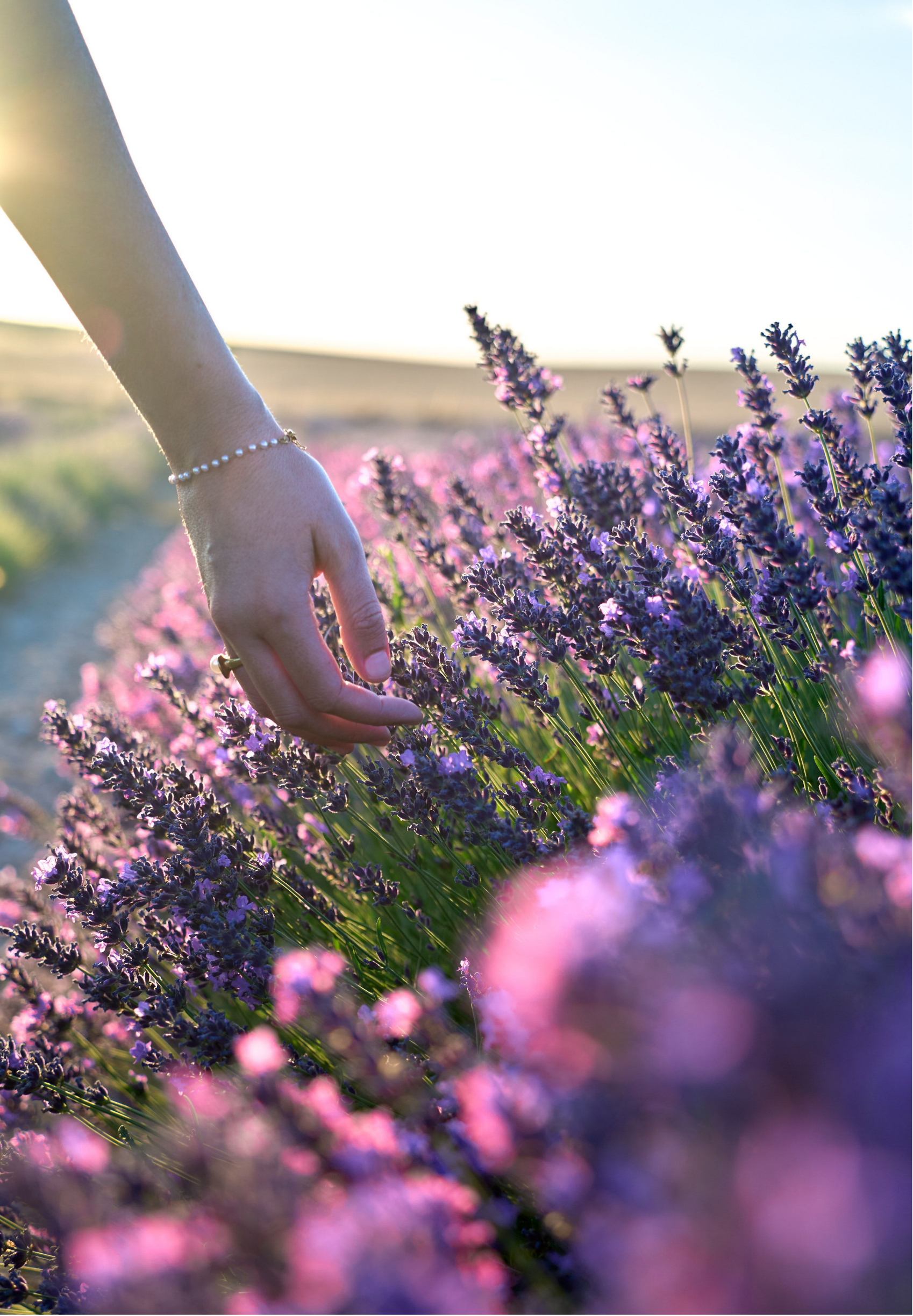 A hand with a pearl bracelet gently touching lavender flowers in a field at sunset.
