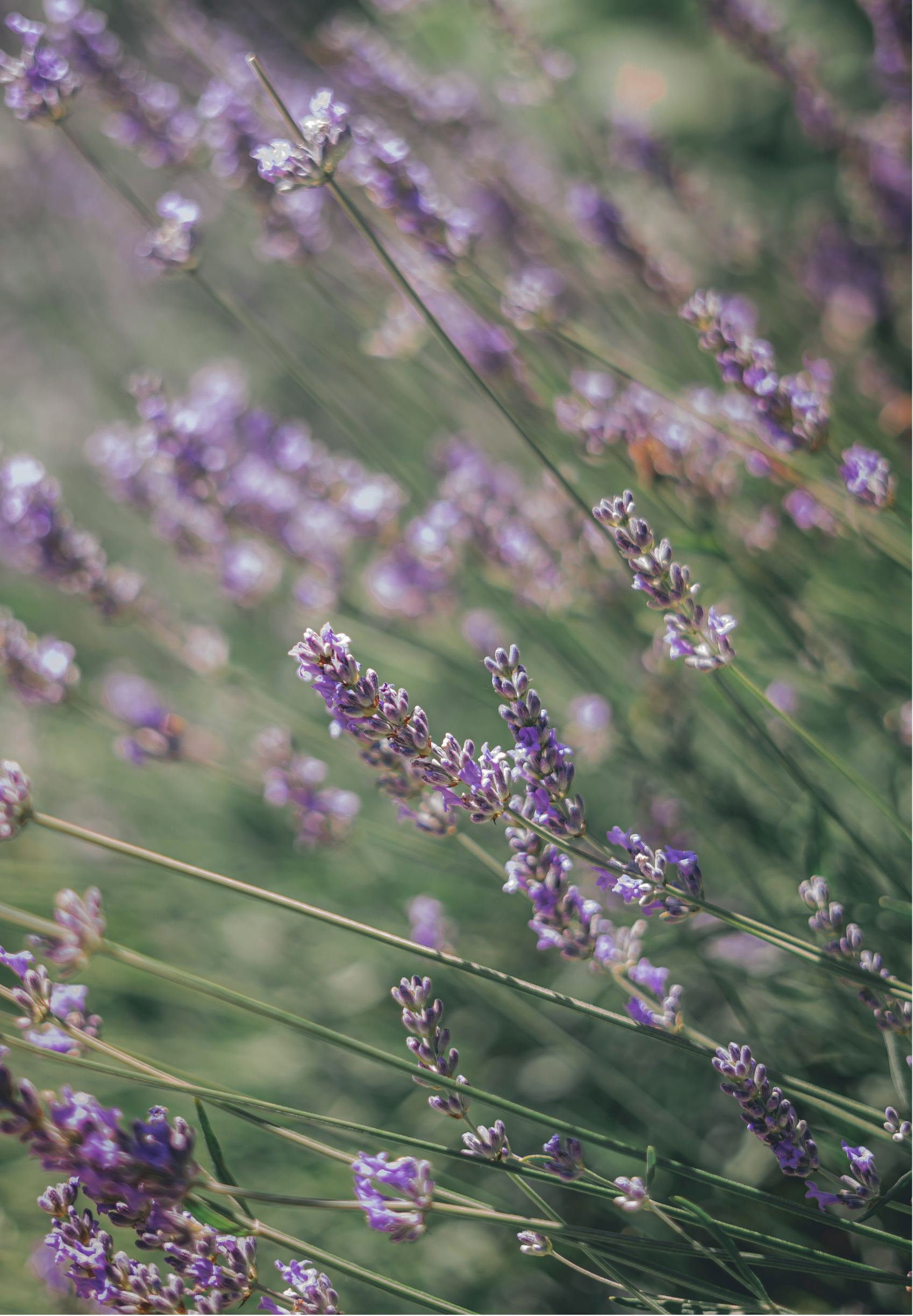 Close-up of purple lavender flowers with blurred green background