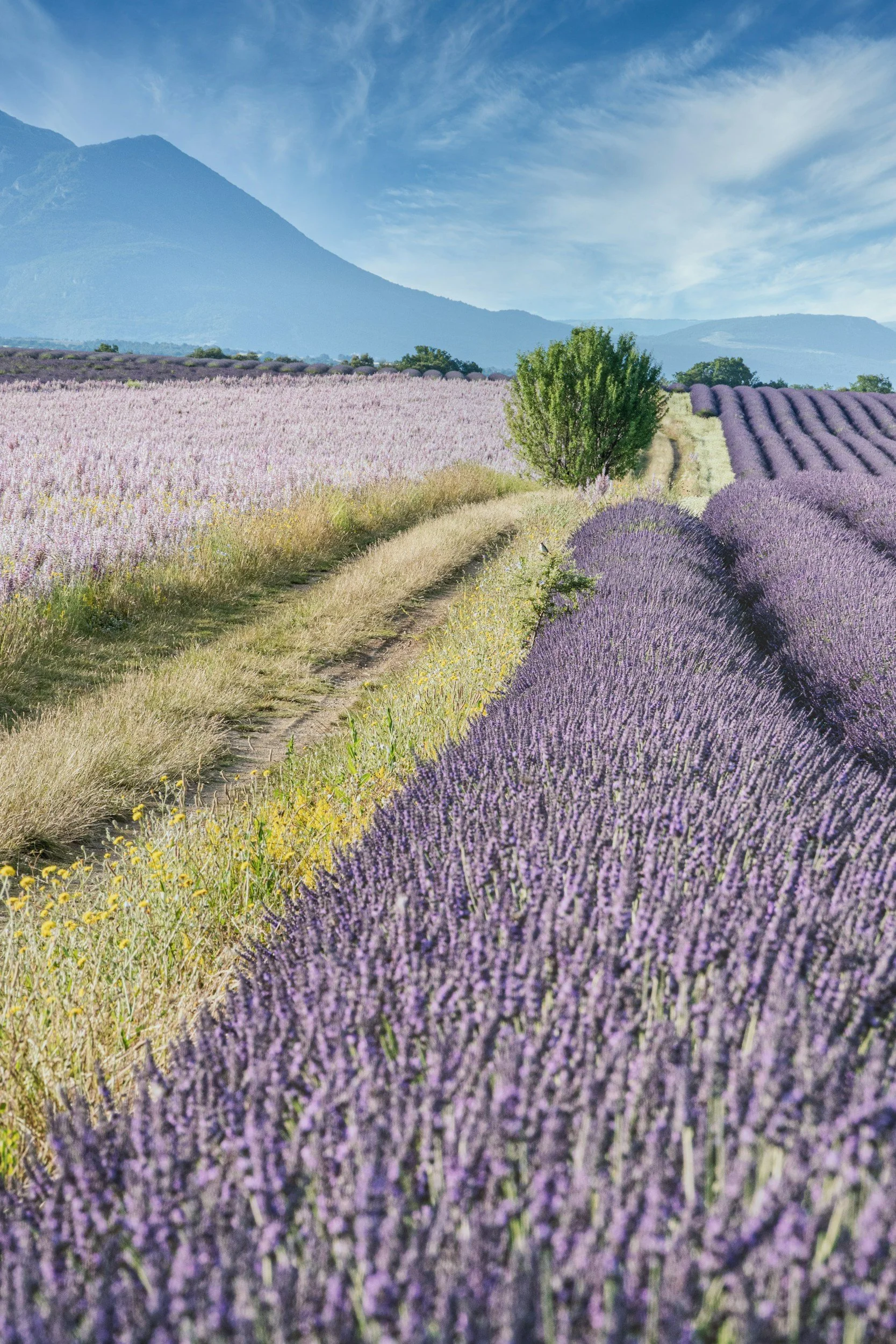A scenic view of a lavender field with rows of blooming purple lavender plants and a dirt pathway running between them. There is a green tree in the middle distance, and mountains with a partly cloudy sky in the background.