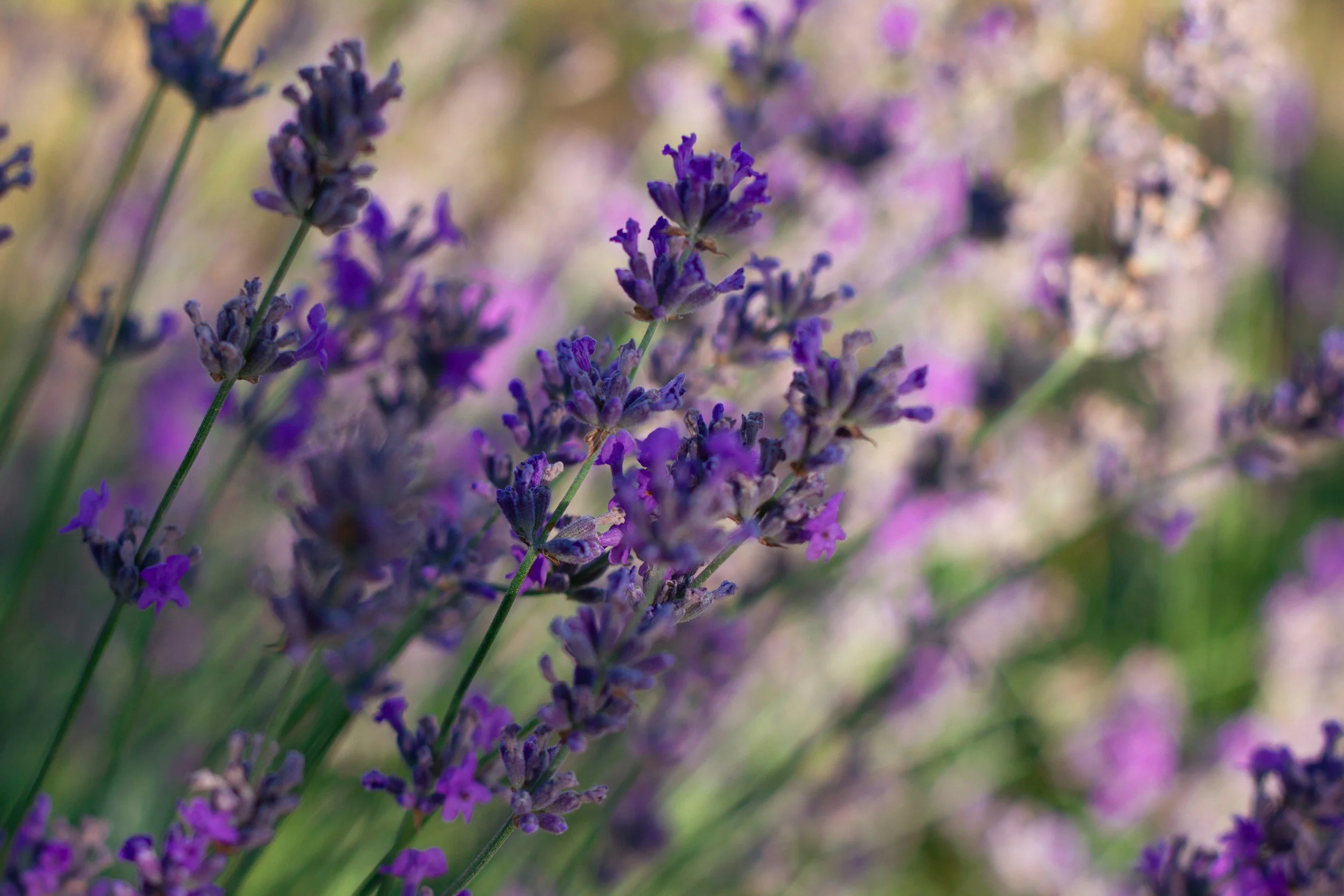 Close-up of purple lavender flowers with green stems, blurred background of nature.