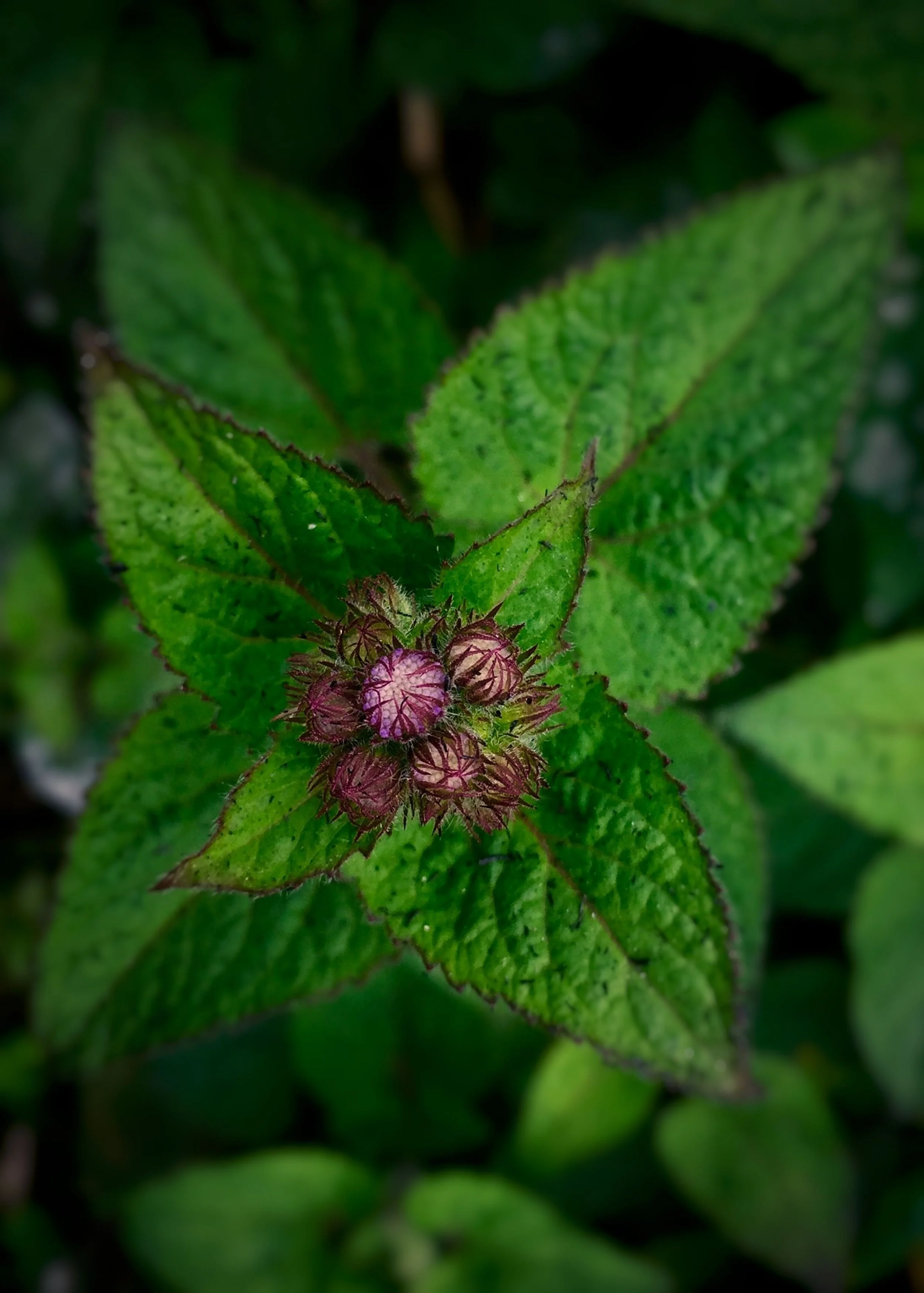 Close-up of green leaves with small pinkish flower buds.