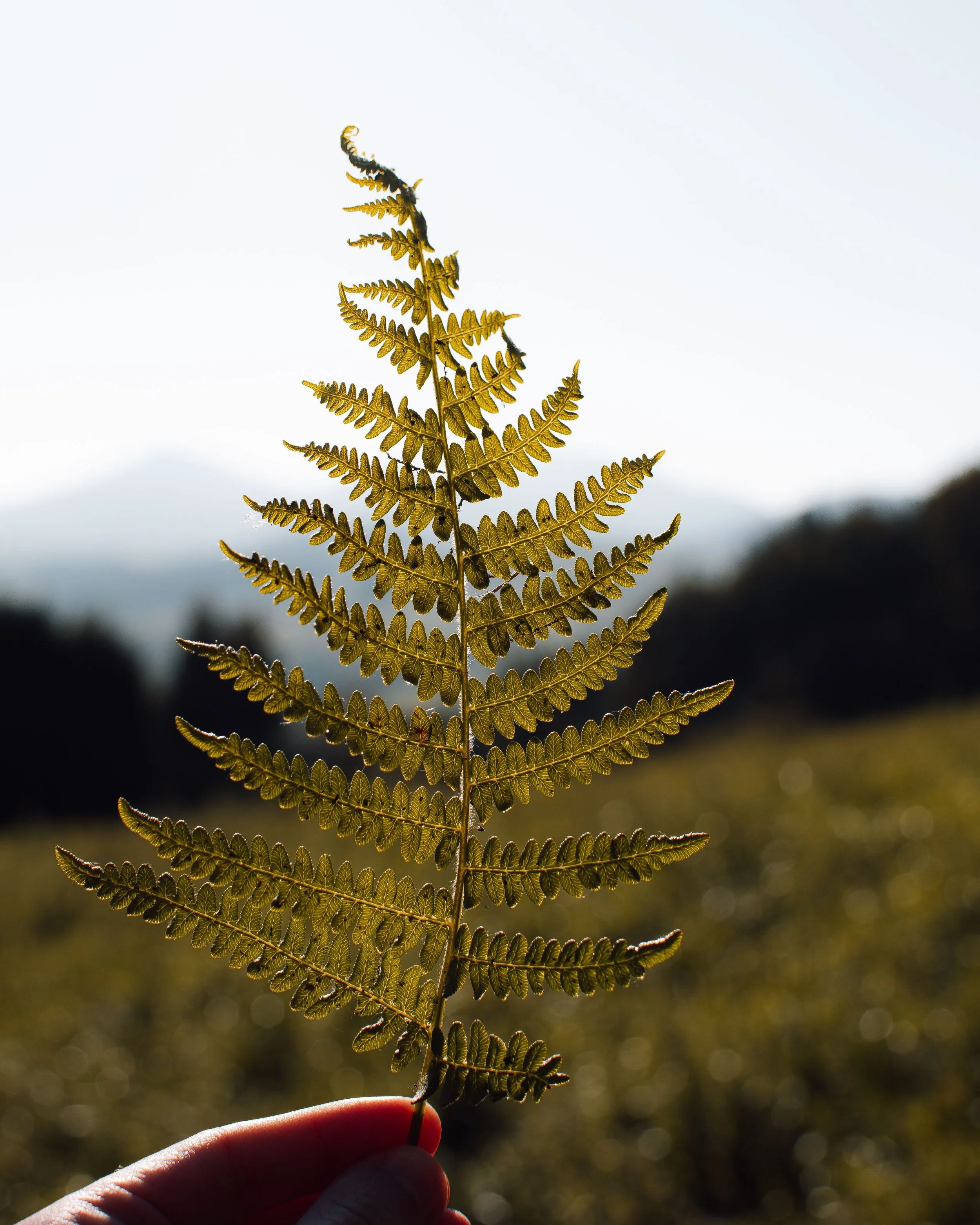 A person's hand holding a small fern leaf against a blurred outdoor background, with sunlight illuminating the leaf.