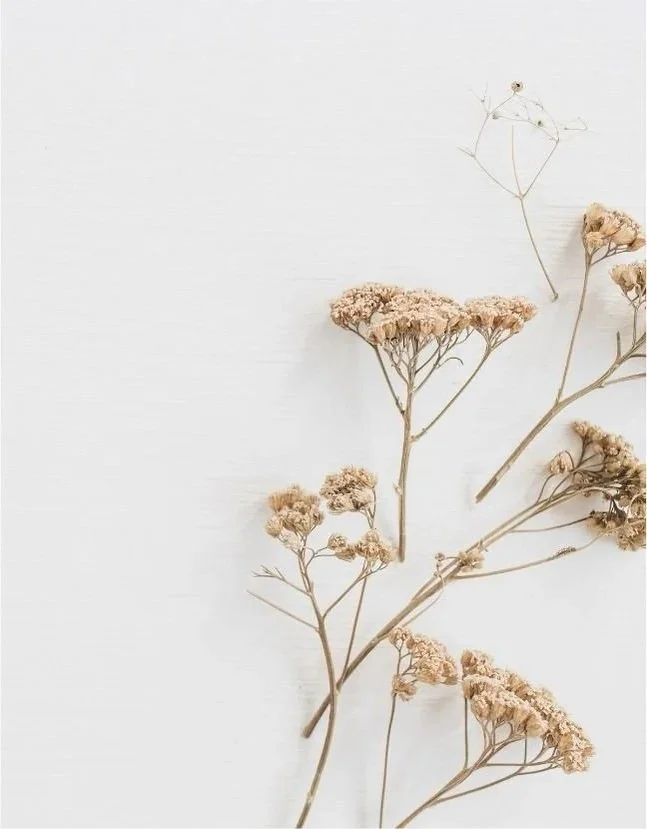 Dried beige flowers arranged on a white surface.
