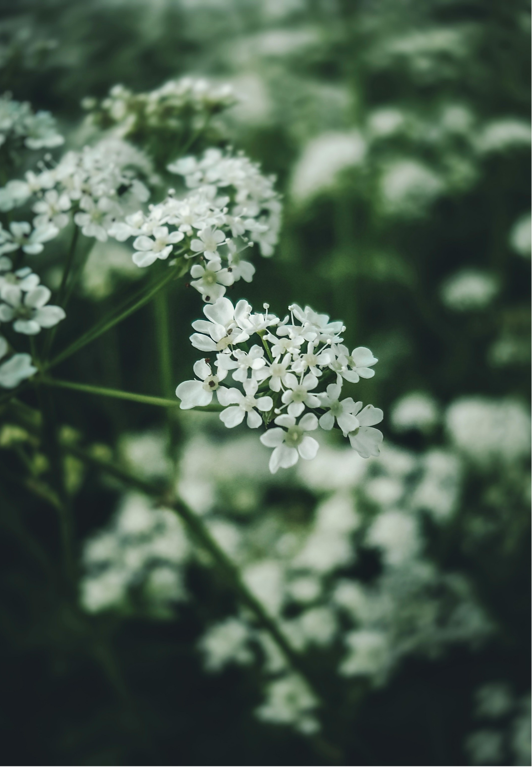 Close-up of small white flowers on green stems with blurred green foliage background