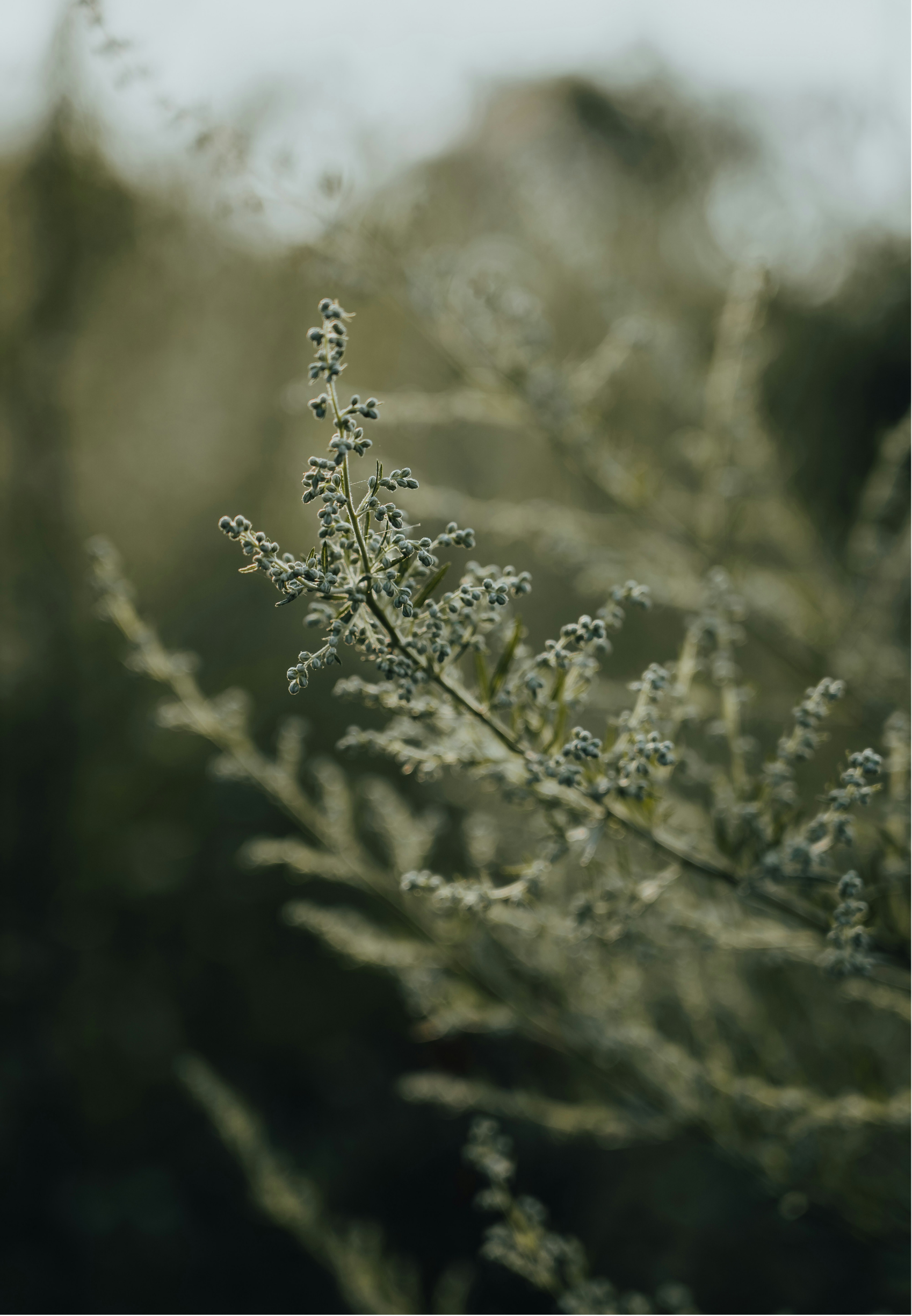Close-up of a thin plant with small buds or flowers, set against a blurry green and light background, likely outdoors in nature.