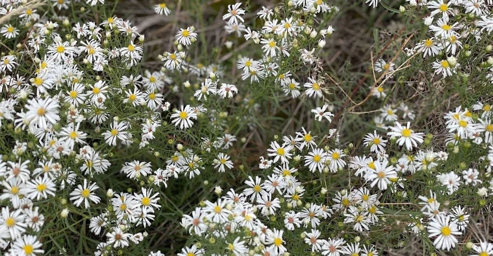 A dense cluster of small white daisies with yellow centers growing in a natural setting.