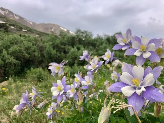 Purple and white wildflowers in a grassy field with mountains and cloudy sky in the background.
