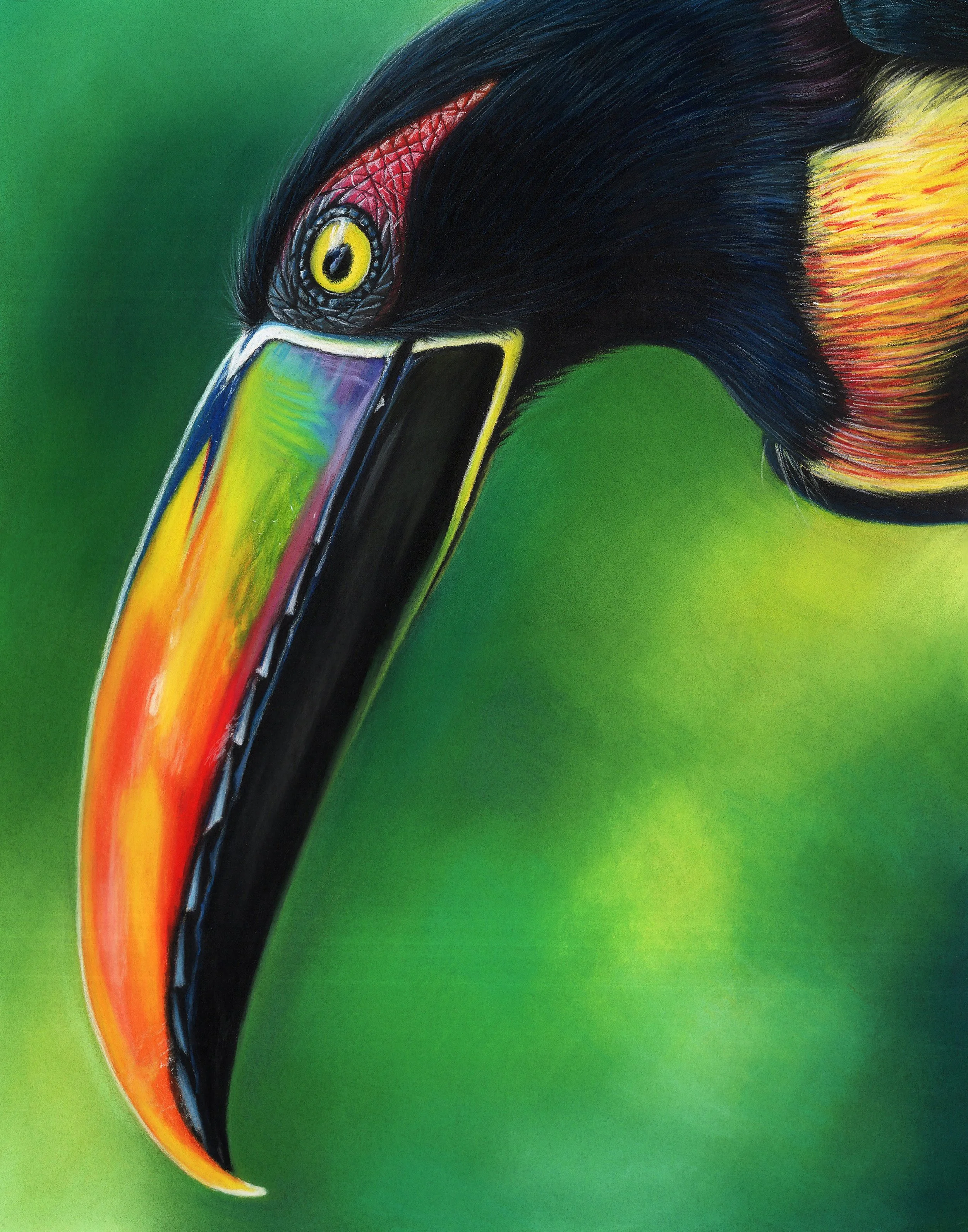 toucan.jpg